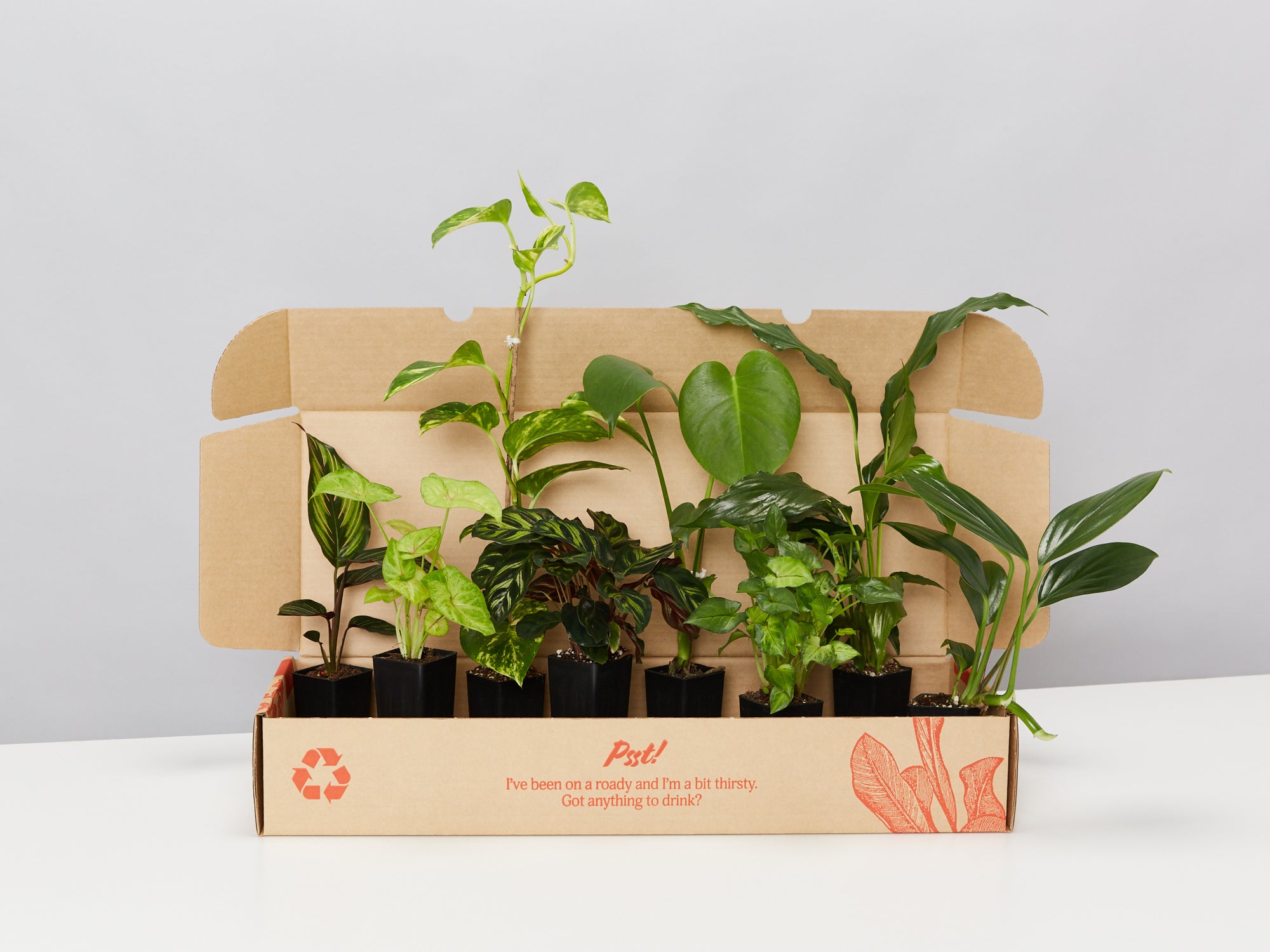 Thriving in Low-Light Conditions: The Best Houseplants for Shade  Plants  in a box