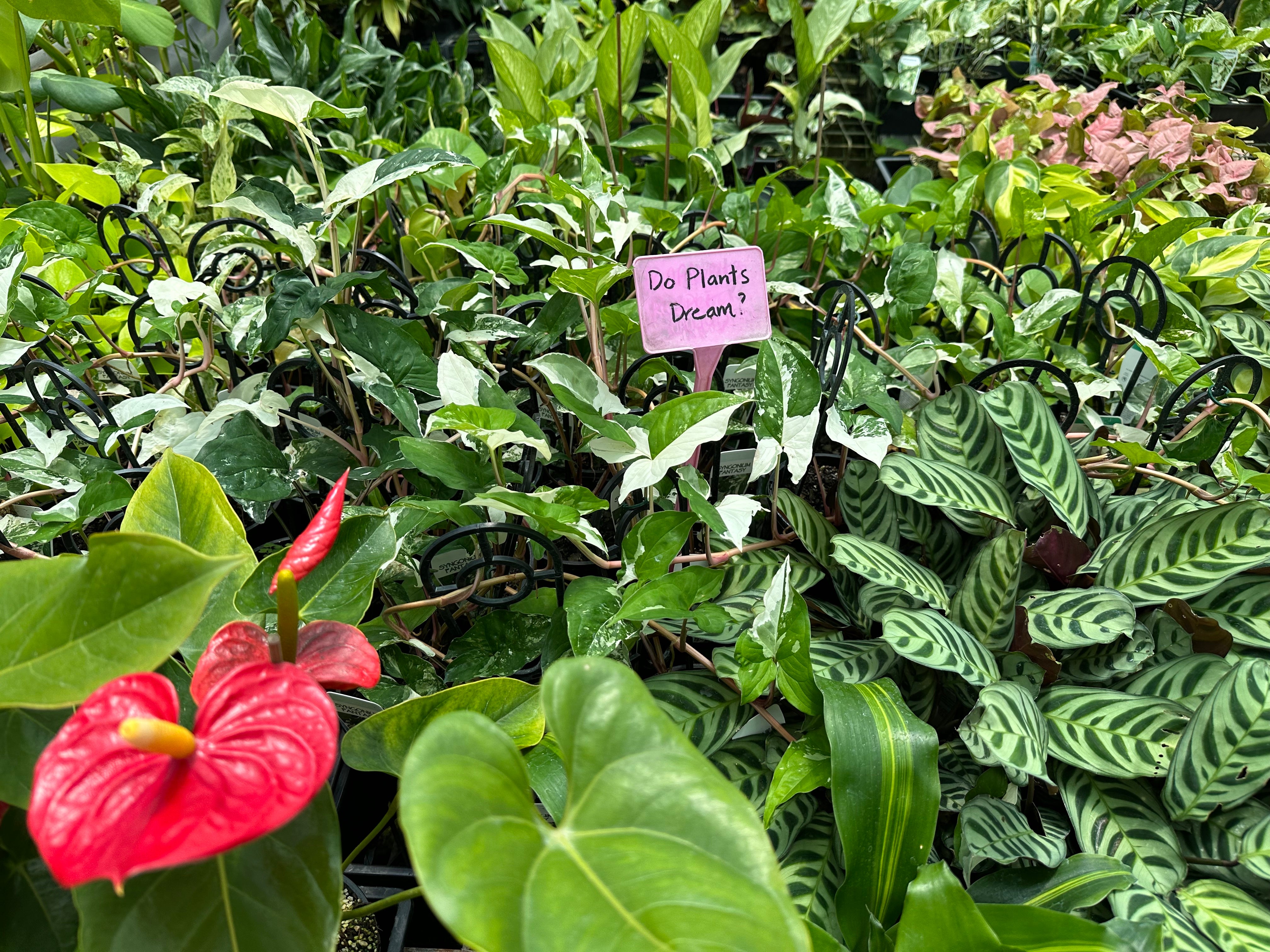 What Do Plants Dream About?  Plants in a box