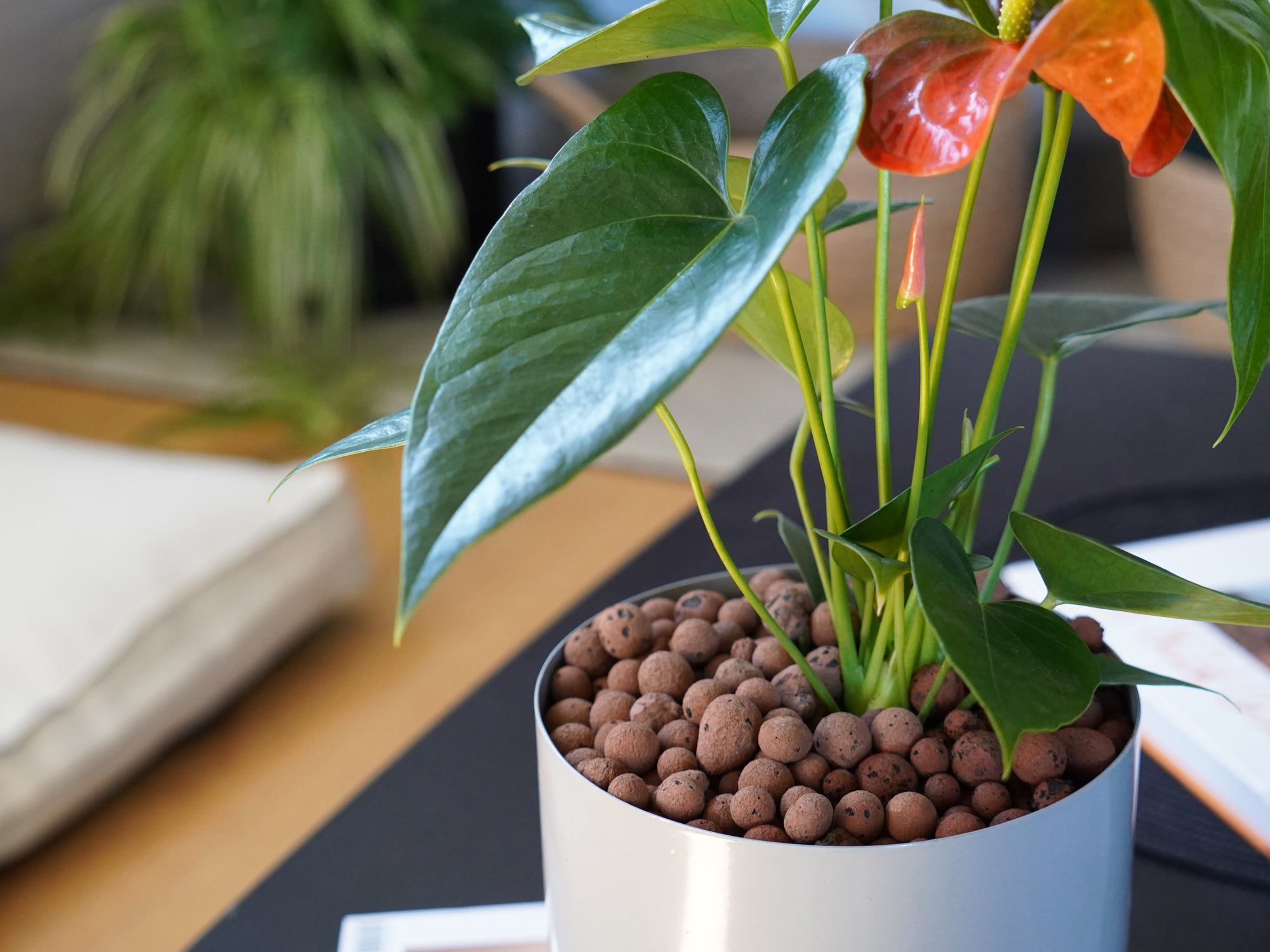 How to Use LECA Clay Balls with Houseplants | Plants in a Box  Plants in a  box