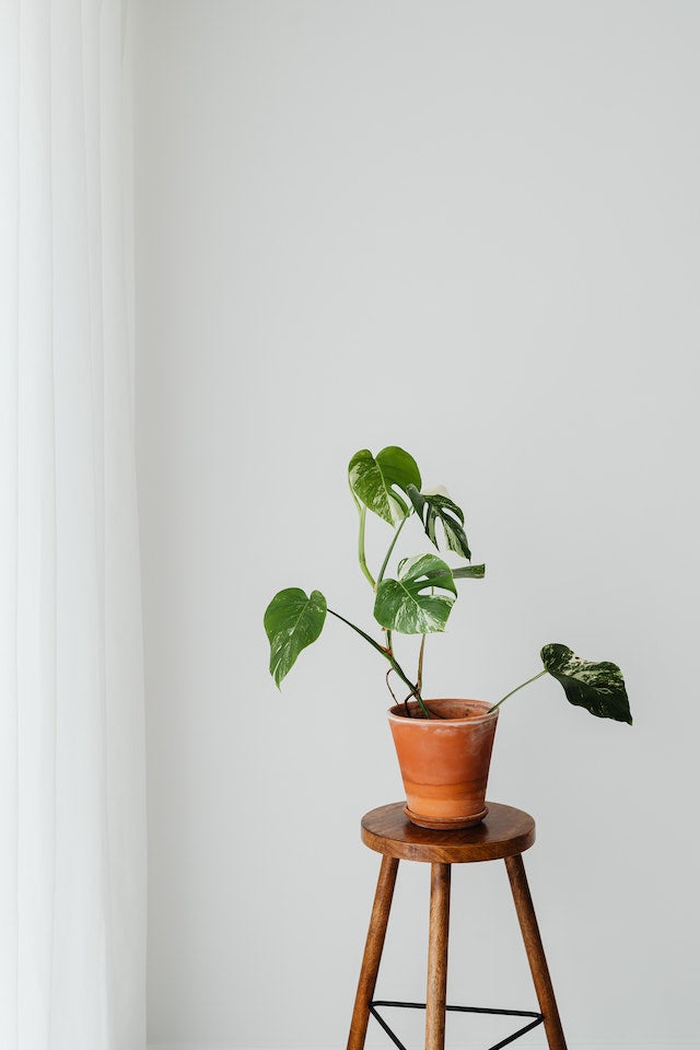 trailing pothos Trailing Pothos w/ Yellow Macrame Hanger @ Staycation – Lizzie Bee's Flower  Shoppe