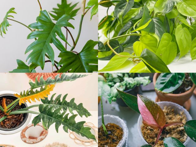 philodendron mix Philodendron Mixed Pack