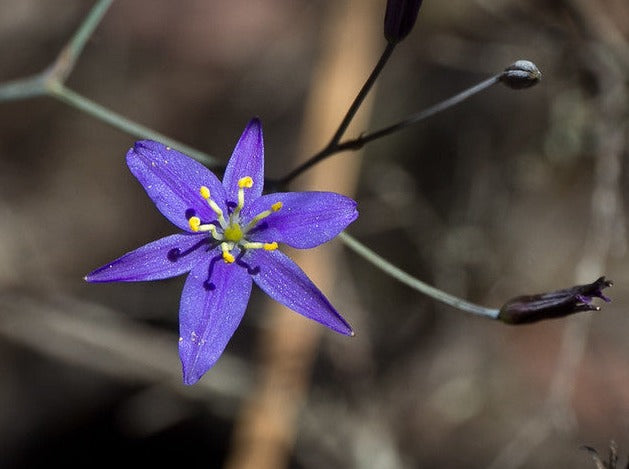 blue lily flower images Tufted Blue Lily | Australian Native Grasses