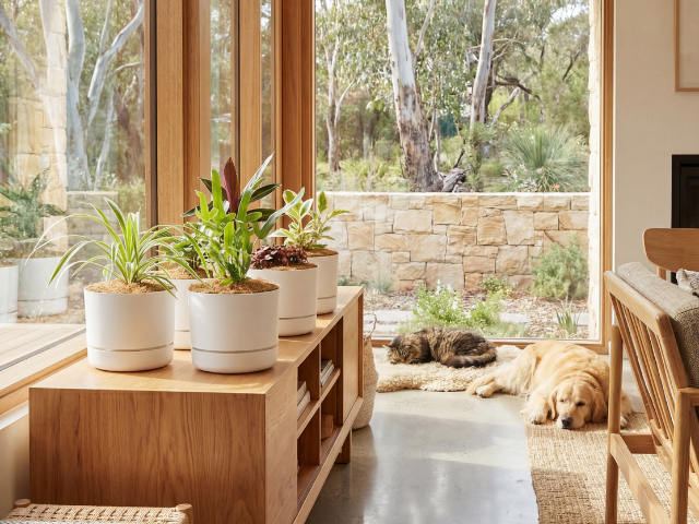 dog safe indoor plants australia 6 x Pet Friendly Indoor Plants + 6 Pots