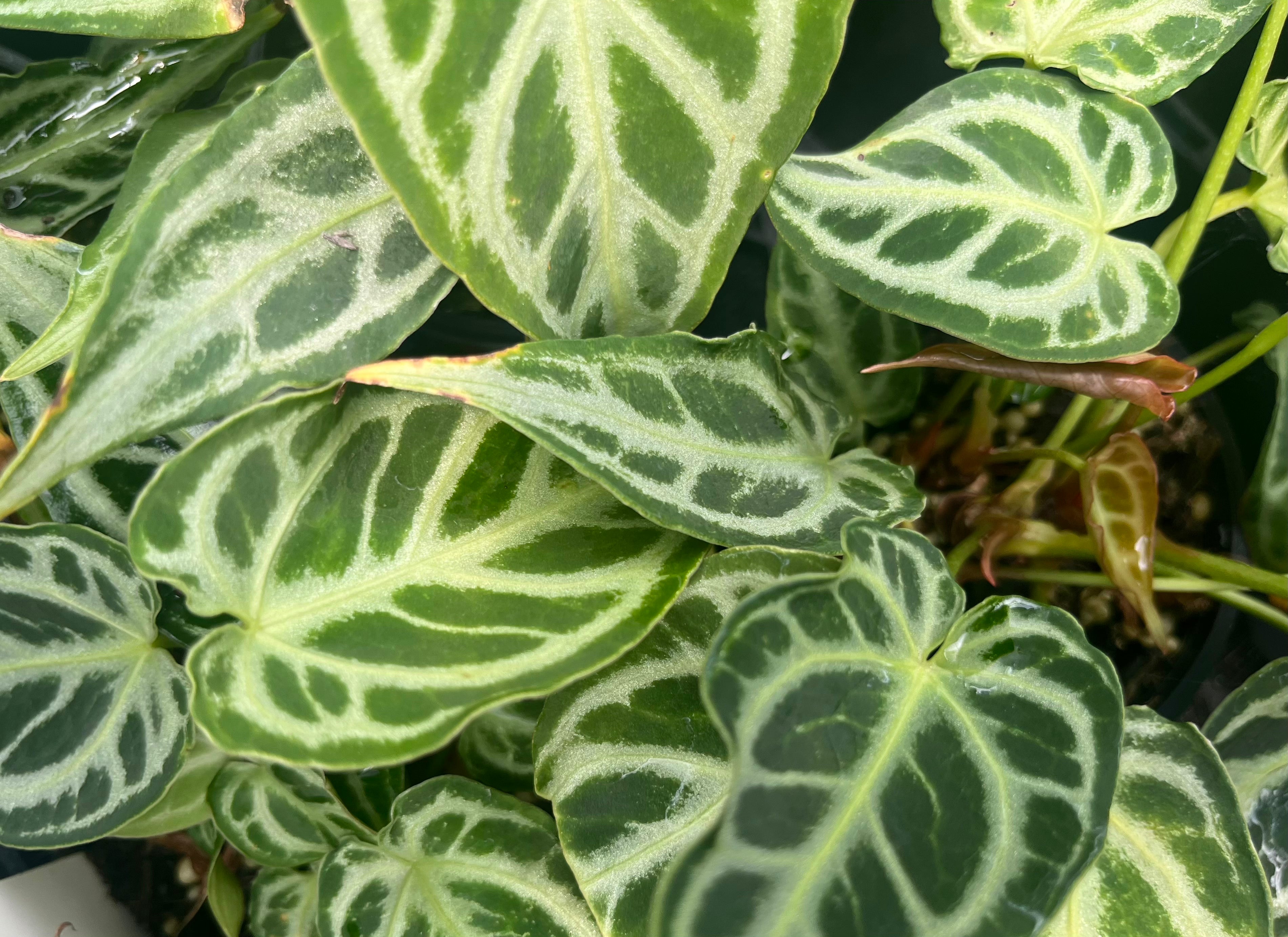 Anthurium Crystallinum Hope