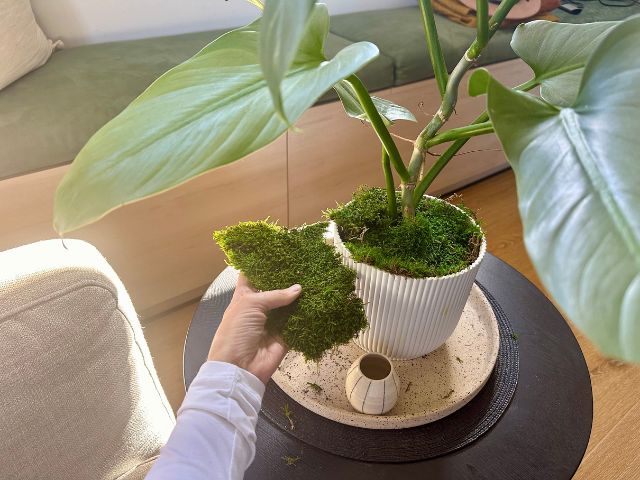 indoor plants online australia Layer Of Preserved Forest Moss For Your Indoor Plants Online Australia – Plants in a box