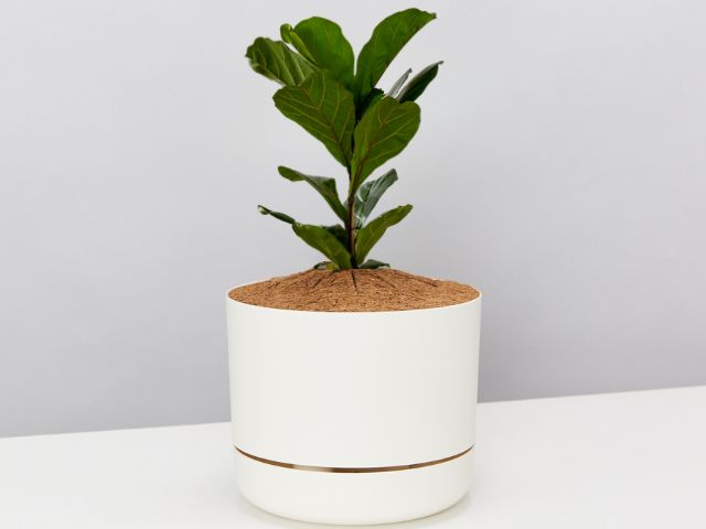 fiddle leaf fig self watering pot Dwarf Fiddle Leaf Fig + Pot + Soil | Plants In A Box