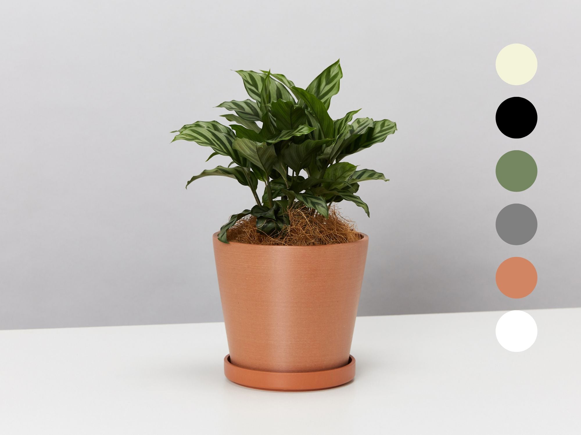 Eco Friendly Pot with Calathea Freddy – Plants in a box
