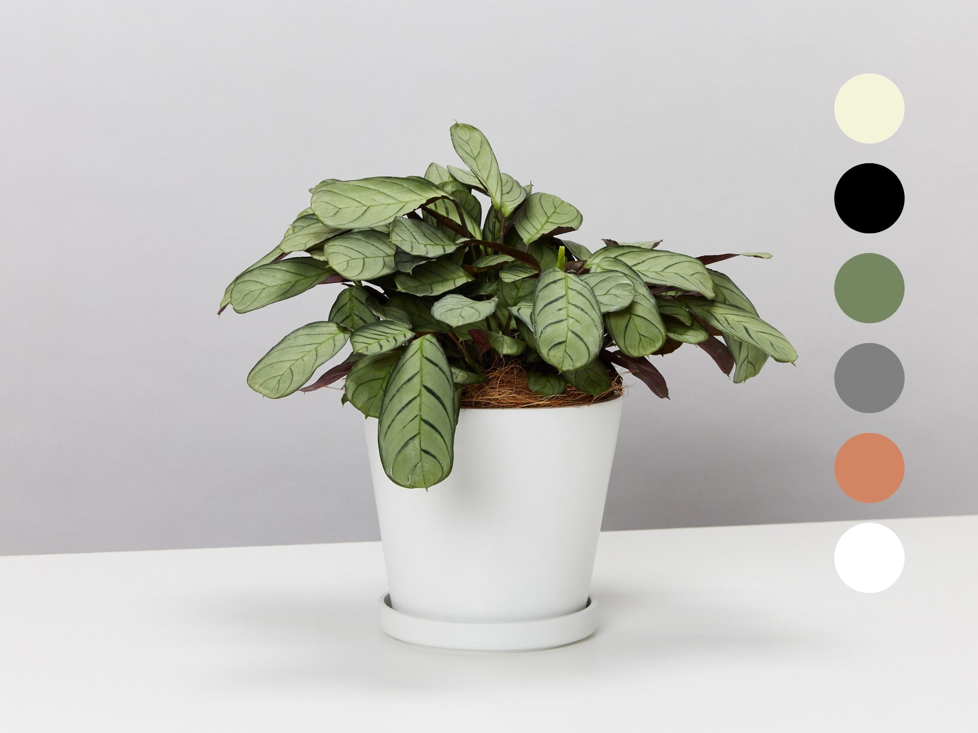Eco Friendly Pot with Ctenanthe & Calathea Varieties – Plants in a box