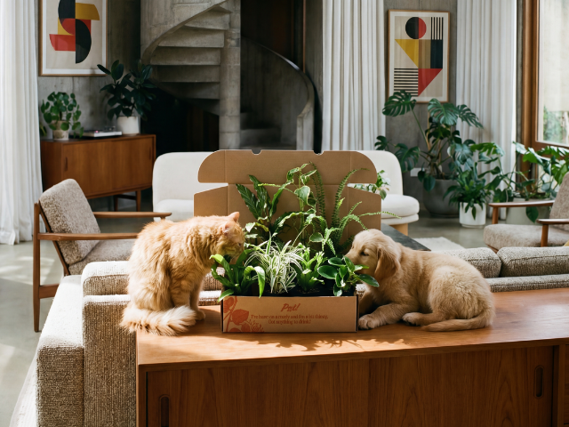 air purifying plants pet safe Pet-Safe Air Purifying Plants Pack