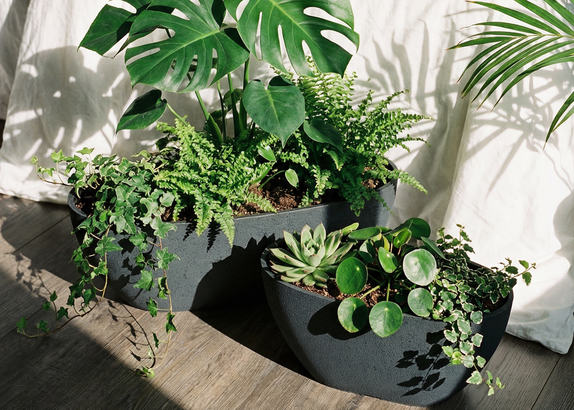 shangri-la pothos Epipremnum aureum 'shangri la' 4