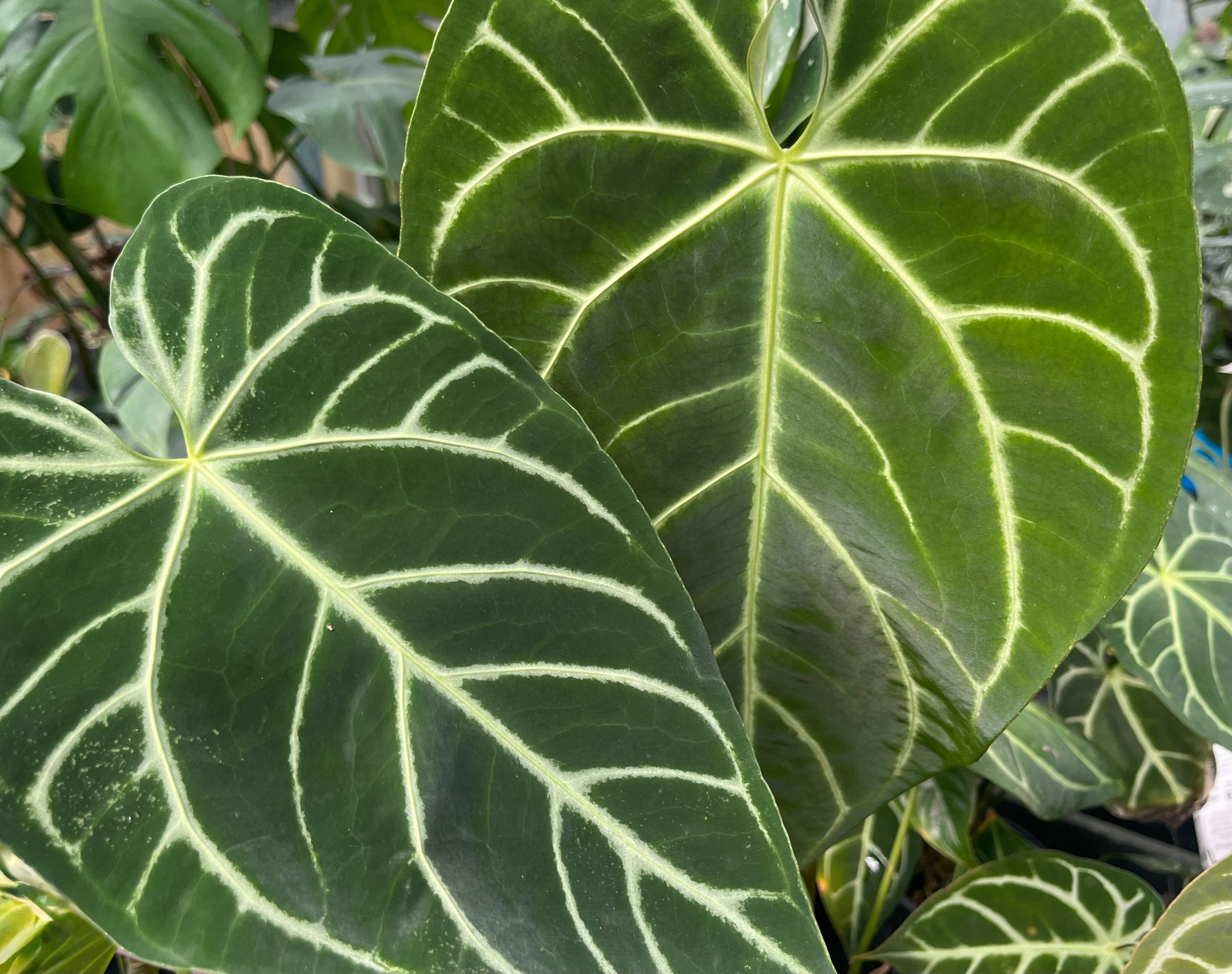 Anthurium crystallinum x regale - Pot + Plant + Soil + LECA +