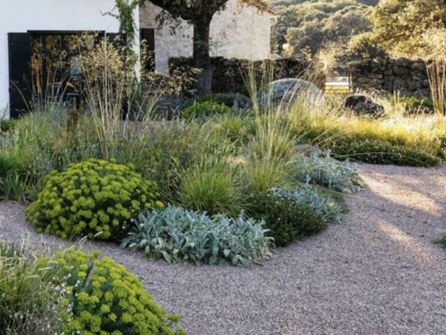 Drought Tolerant Plant Pack | Buy Online Aus