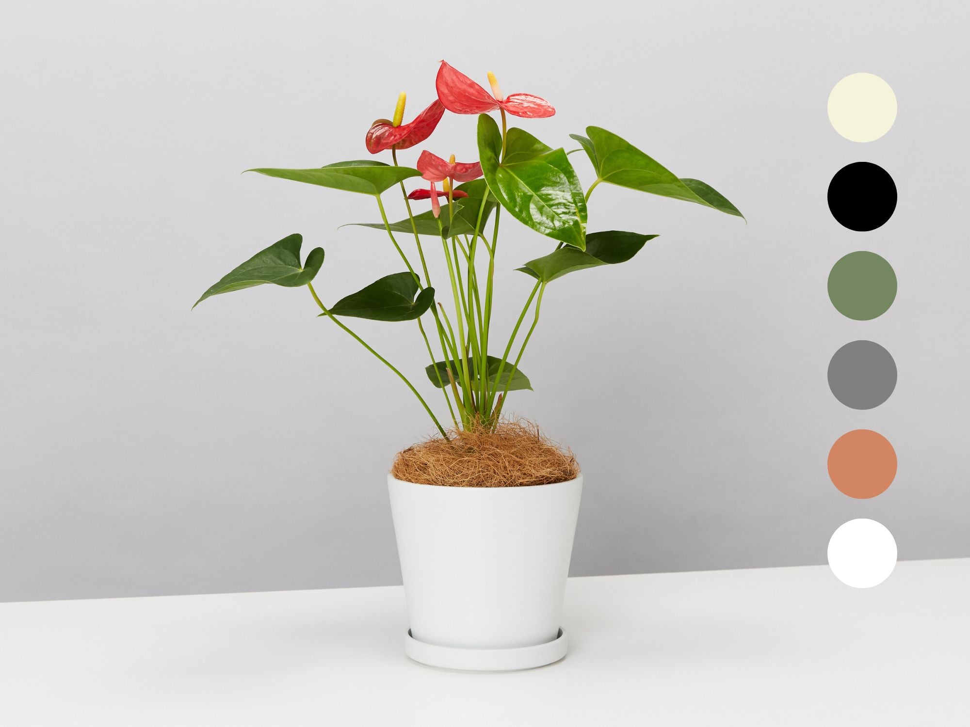 anthuriums eco friendly Anthurium Potted Plants