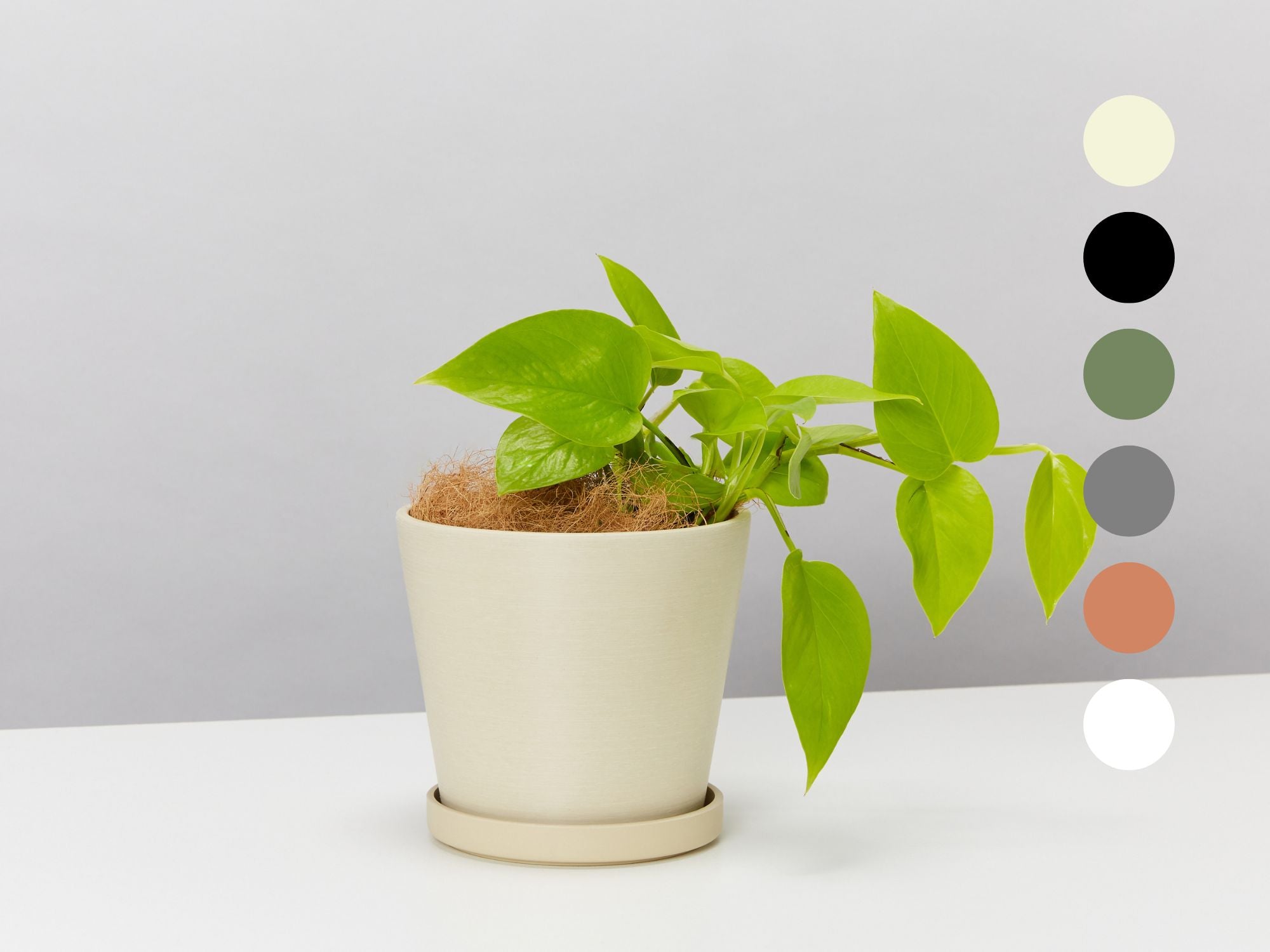 pothos goldilocks Eco Friendly Pot with Pothos Goldilocks – Plants in a box