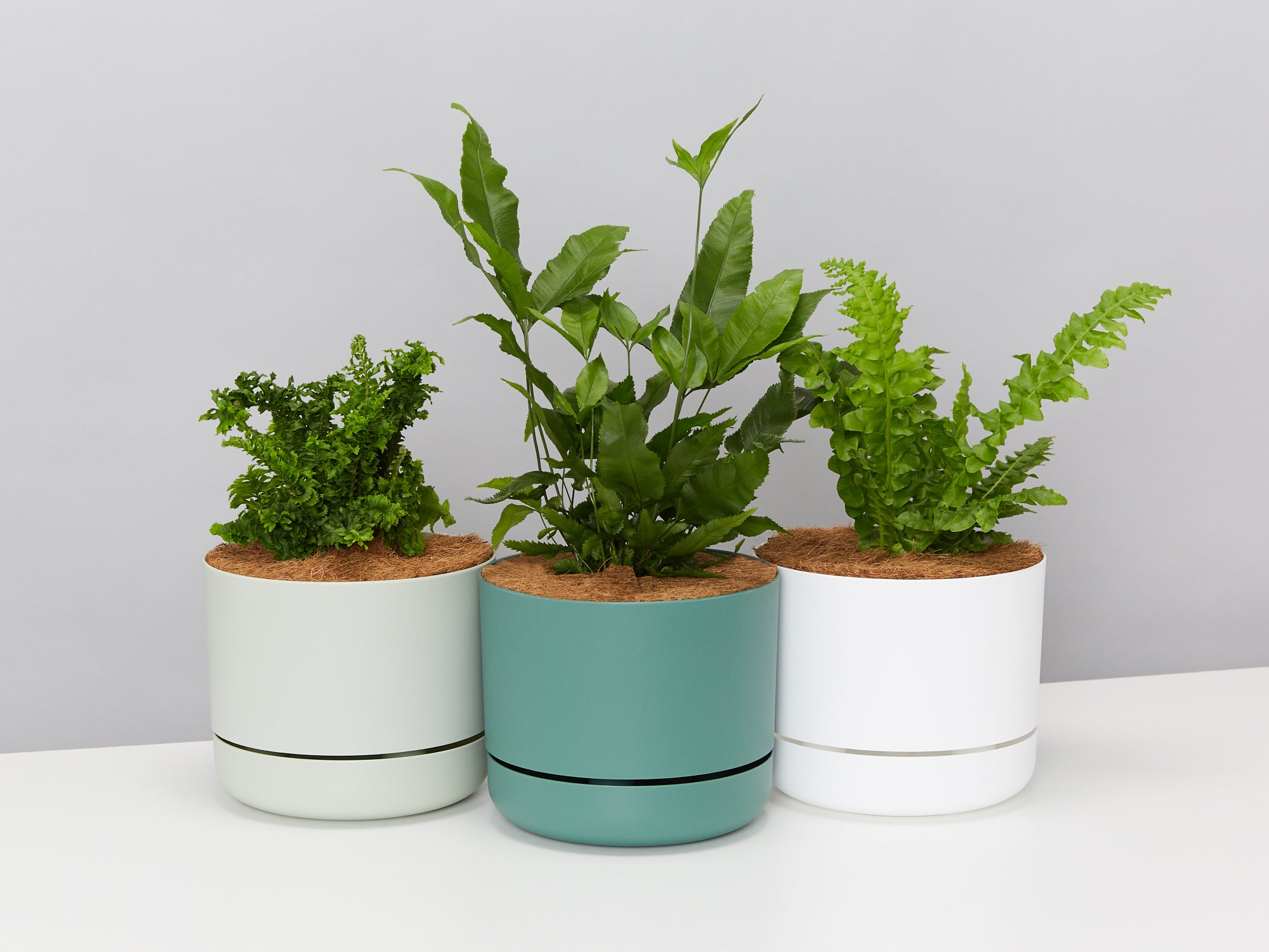 planting a fern in a pot Fern Gift Box - Pot + Plant + Soil