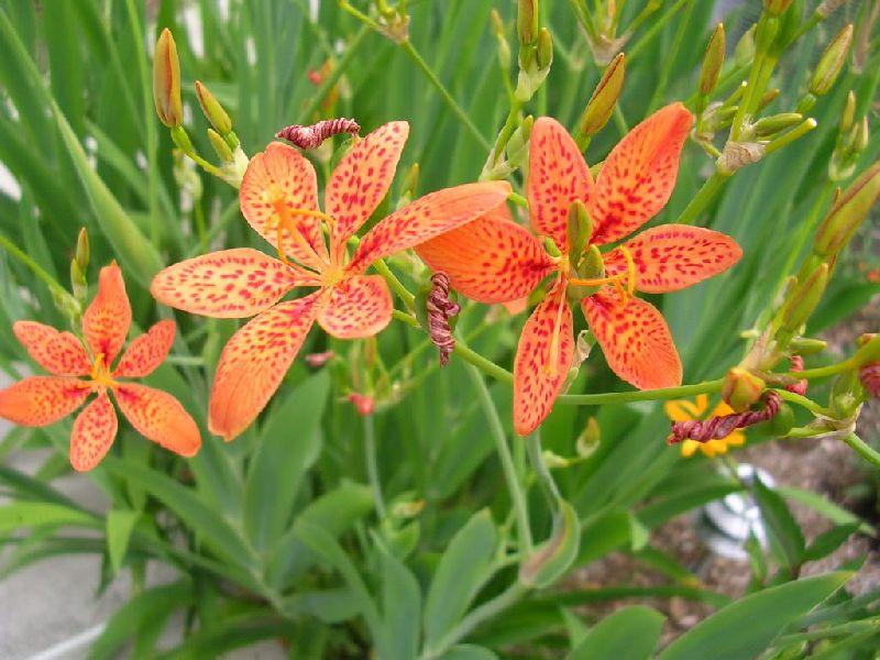 lily flower australia Leopard Lily - Iris Domestica
