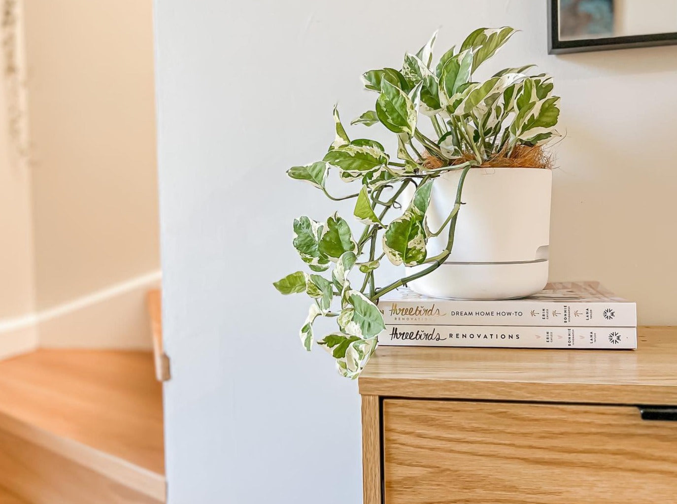 snow queen indoor plant Snow Queen Pothos Plant + Pot Option