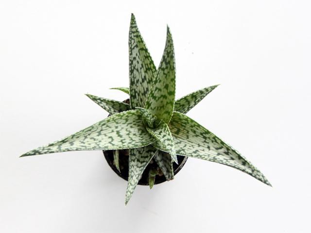 albino aloe vera plant White Aloe Vera - 85mm Pots | Buy Online Aus
