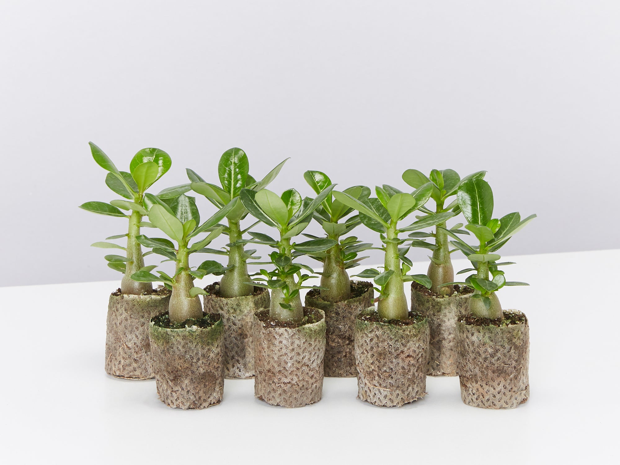 pots for adenium plants Adenium obesum Double Star Yellow Paper Pots – Plants in a box