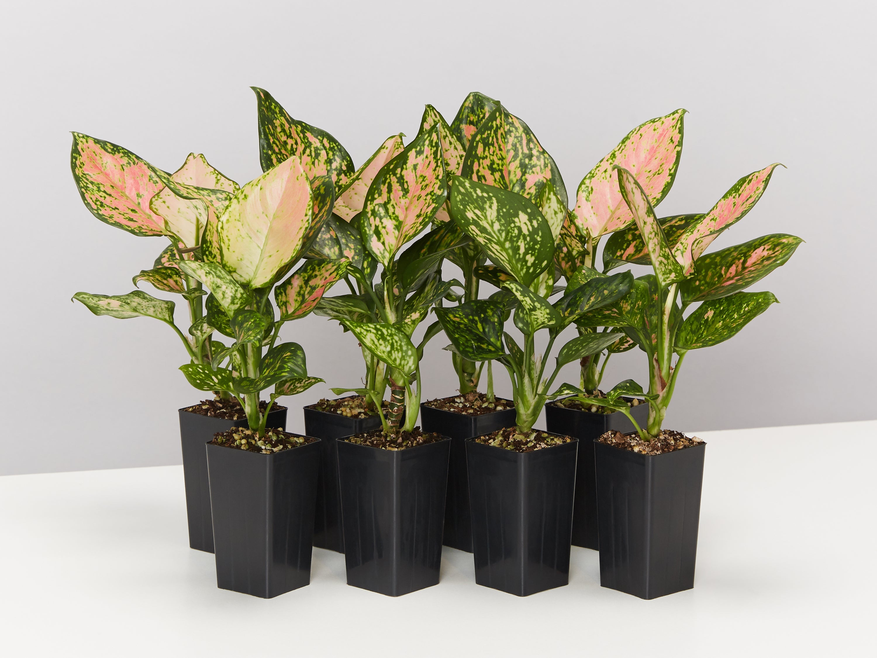 aglaonema plant care in hindi Aglaonema commutatum Favonian