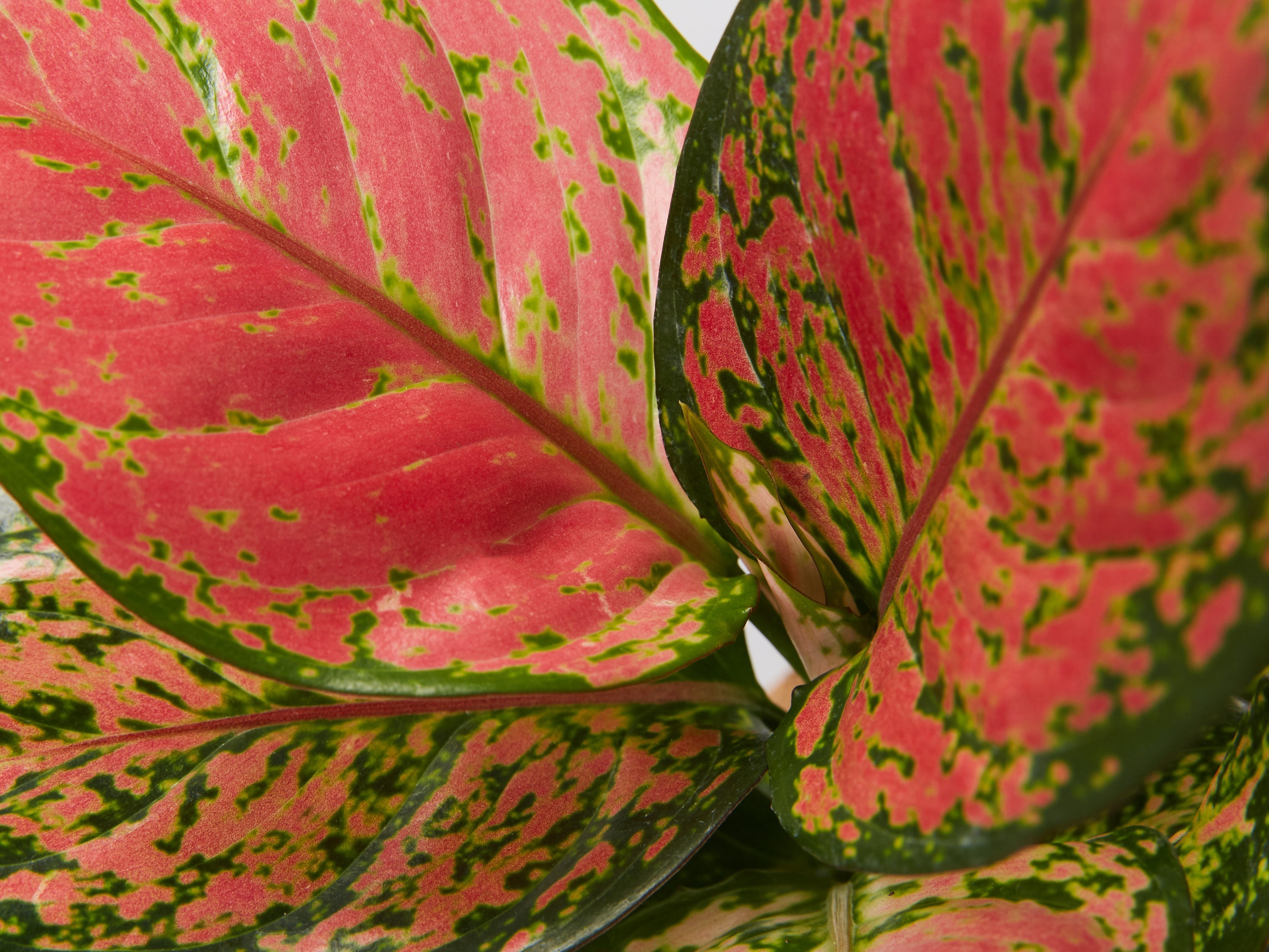 aglaonema 'katrina' Aglaonema Katrina | Buy Online Aus