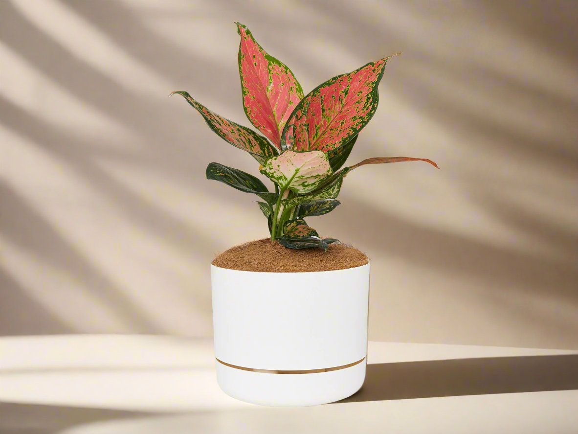 Self Watering Pot + Plant + Soil with Aglaonema Pink – Plants in a box