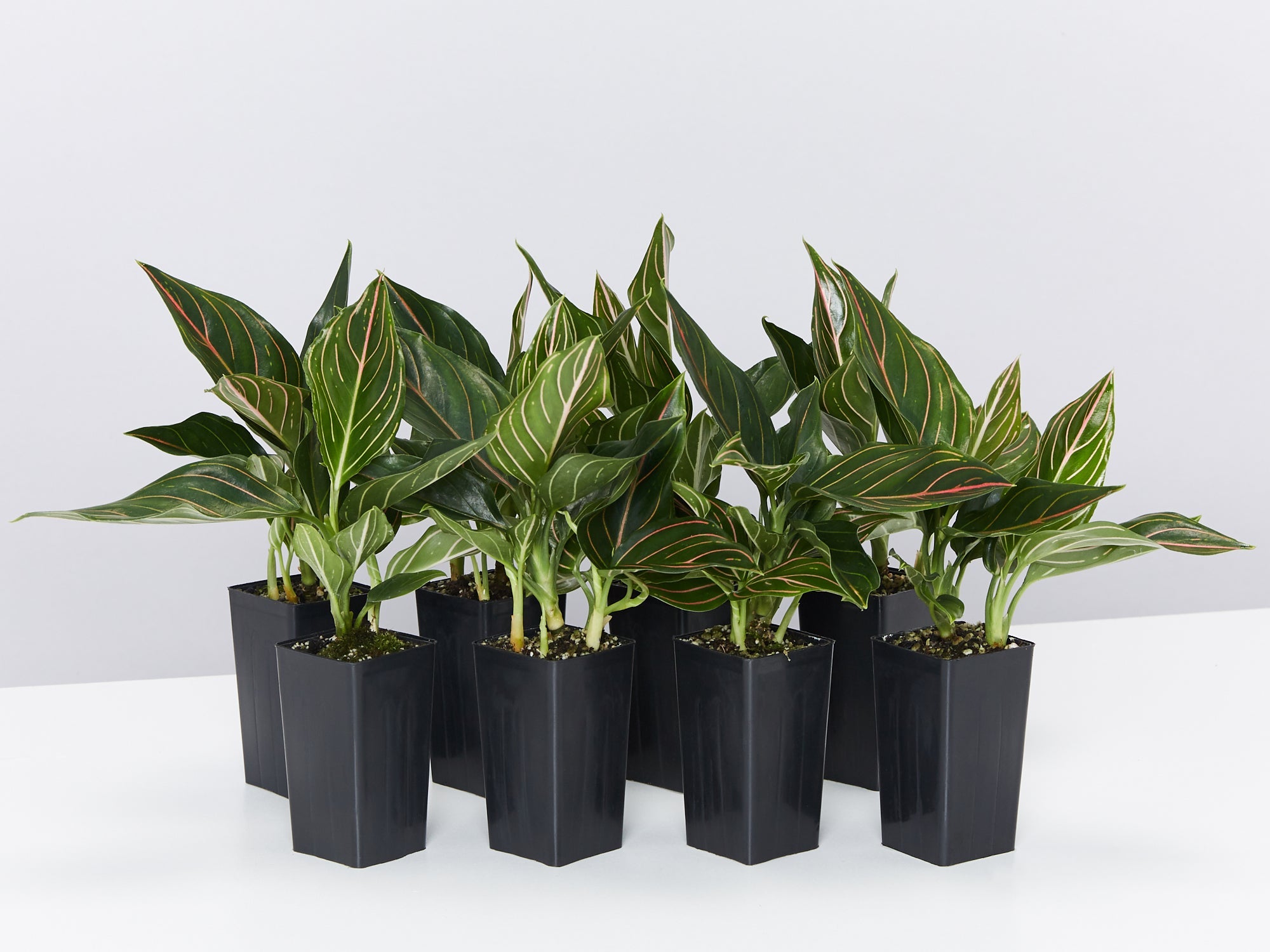 aglaonema red vein Aglaonema Red Vein | Buy Online Aus