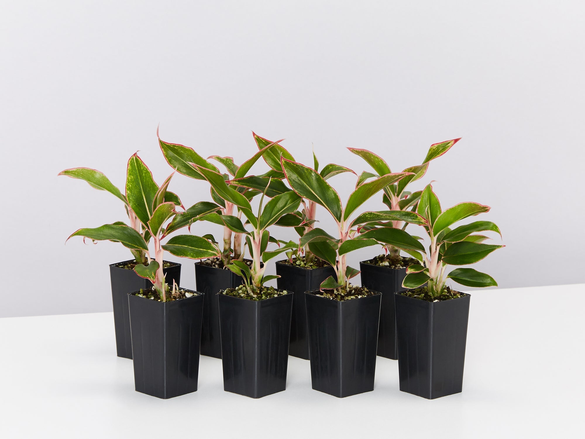 aglaonema buy online Aglaonema Siam Aurora | Buy Online Aus