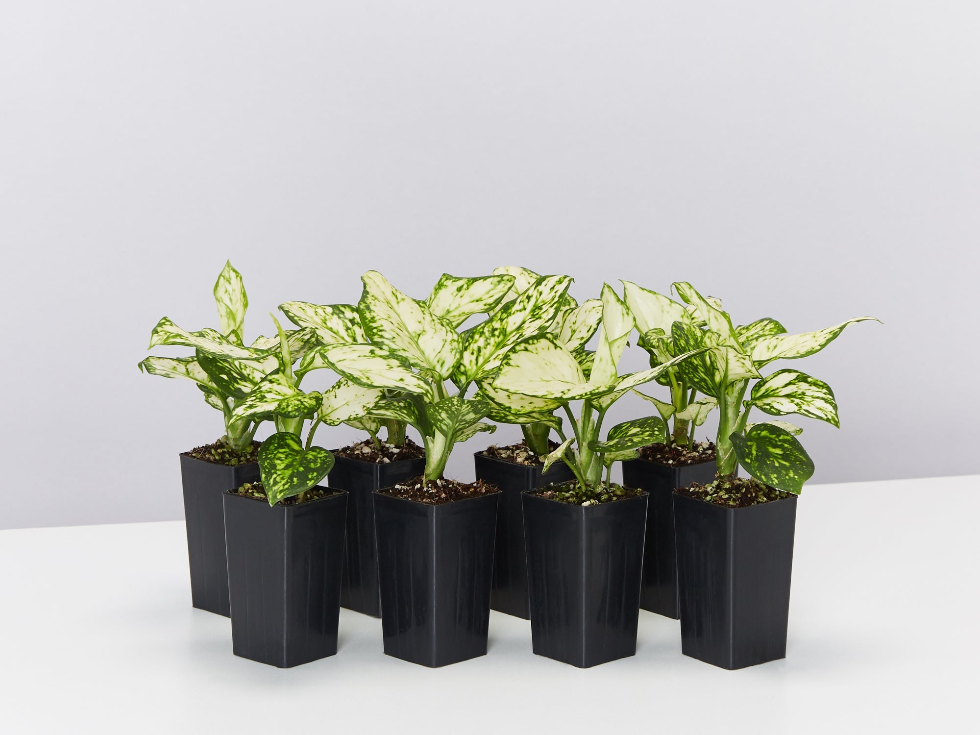 Aglaonema Super White | Buy Online Aus