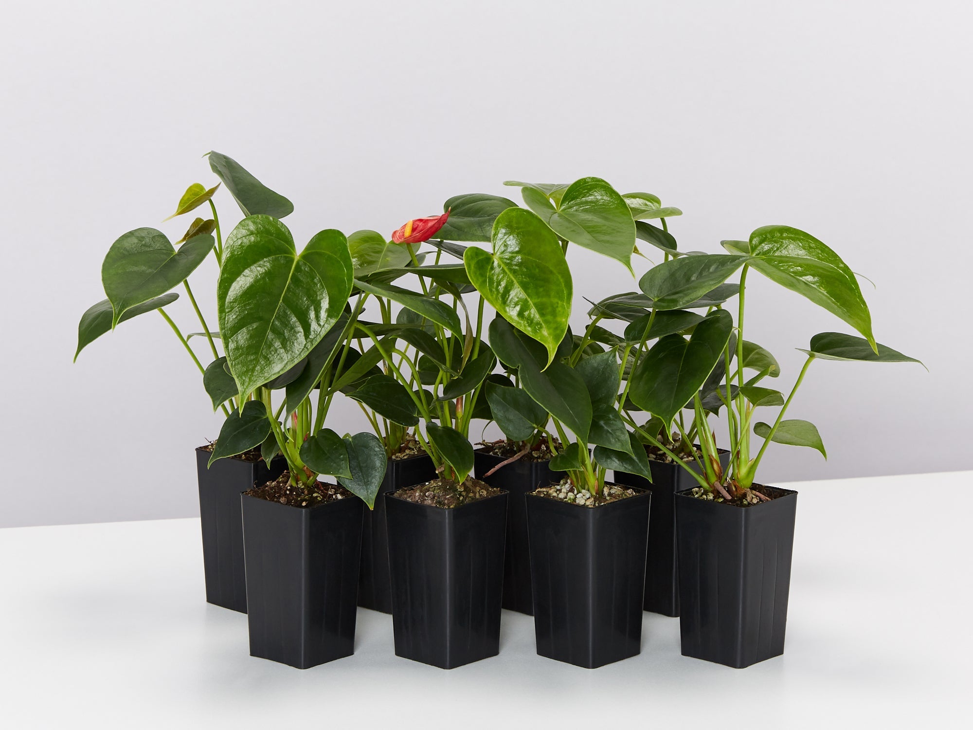 anthurium online sale Anthurium Aloha Red Plants for Sale | Buy Online