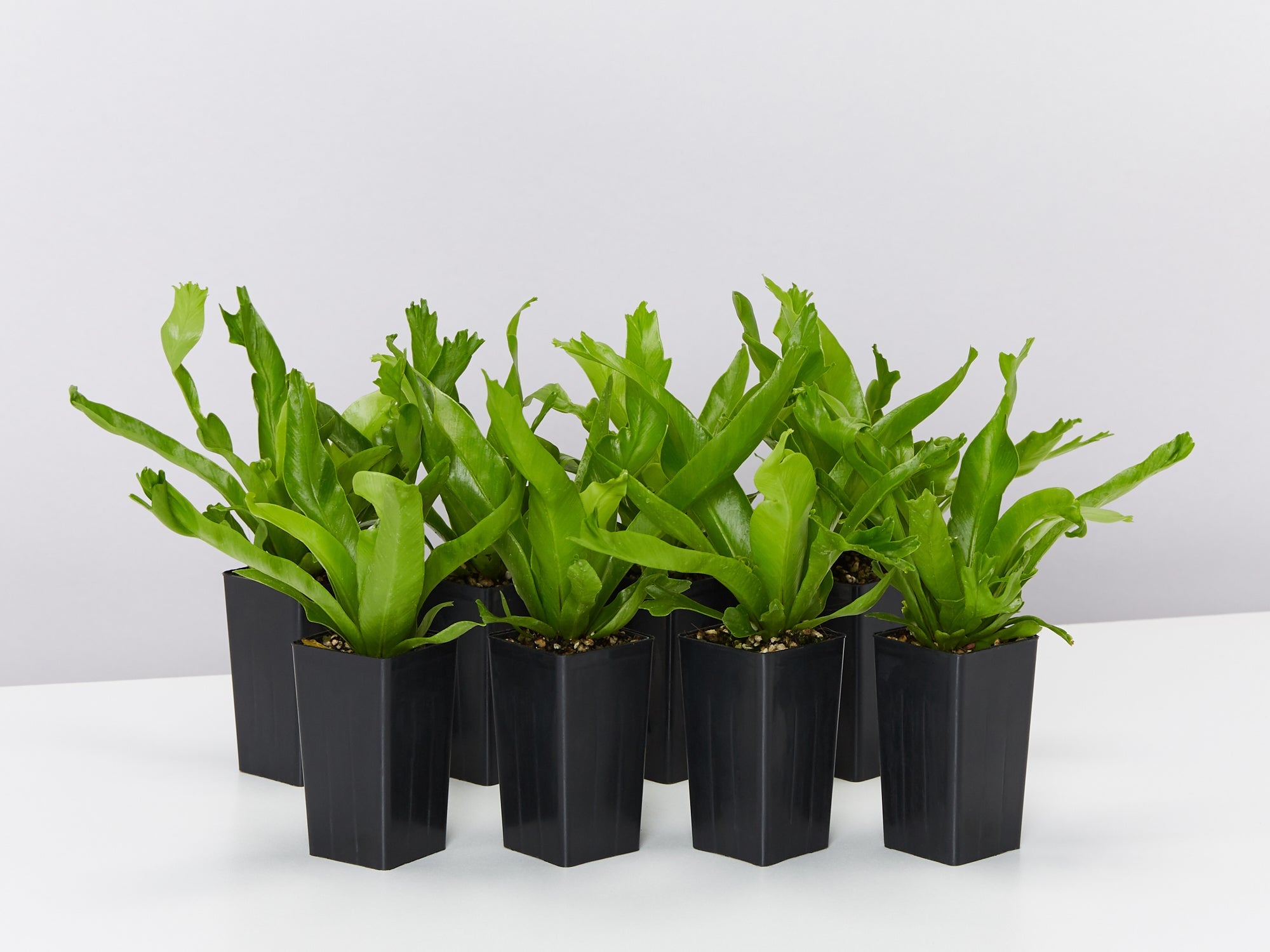 birds nest fern for sale brisbane Asplenium Crissie 'Crested Birds Nest Fern' Plants