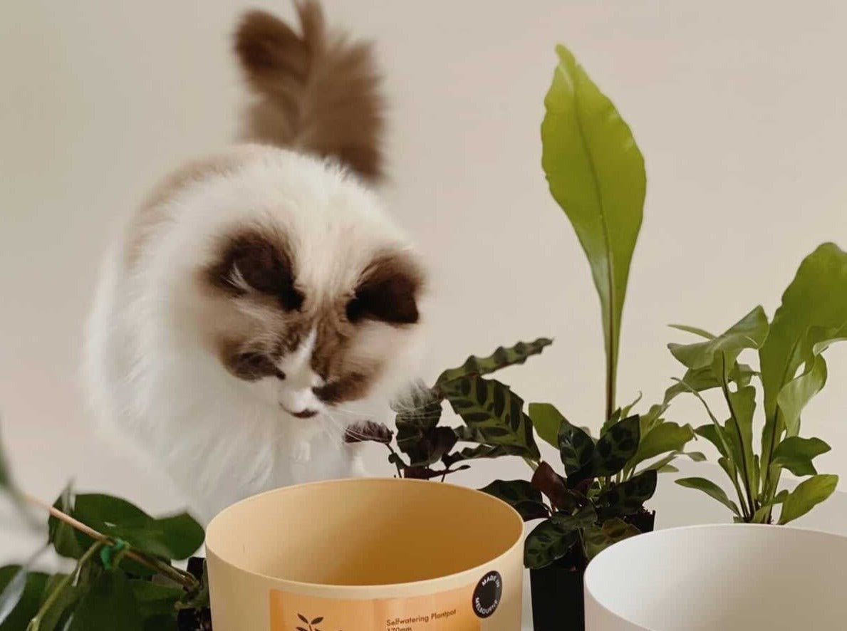 cat friendly indoor plants bunnings Cat-Friendly Indoor Plants | Houseplants Non Toxic To Cats