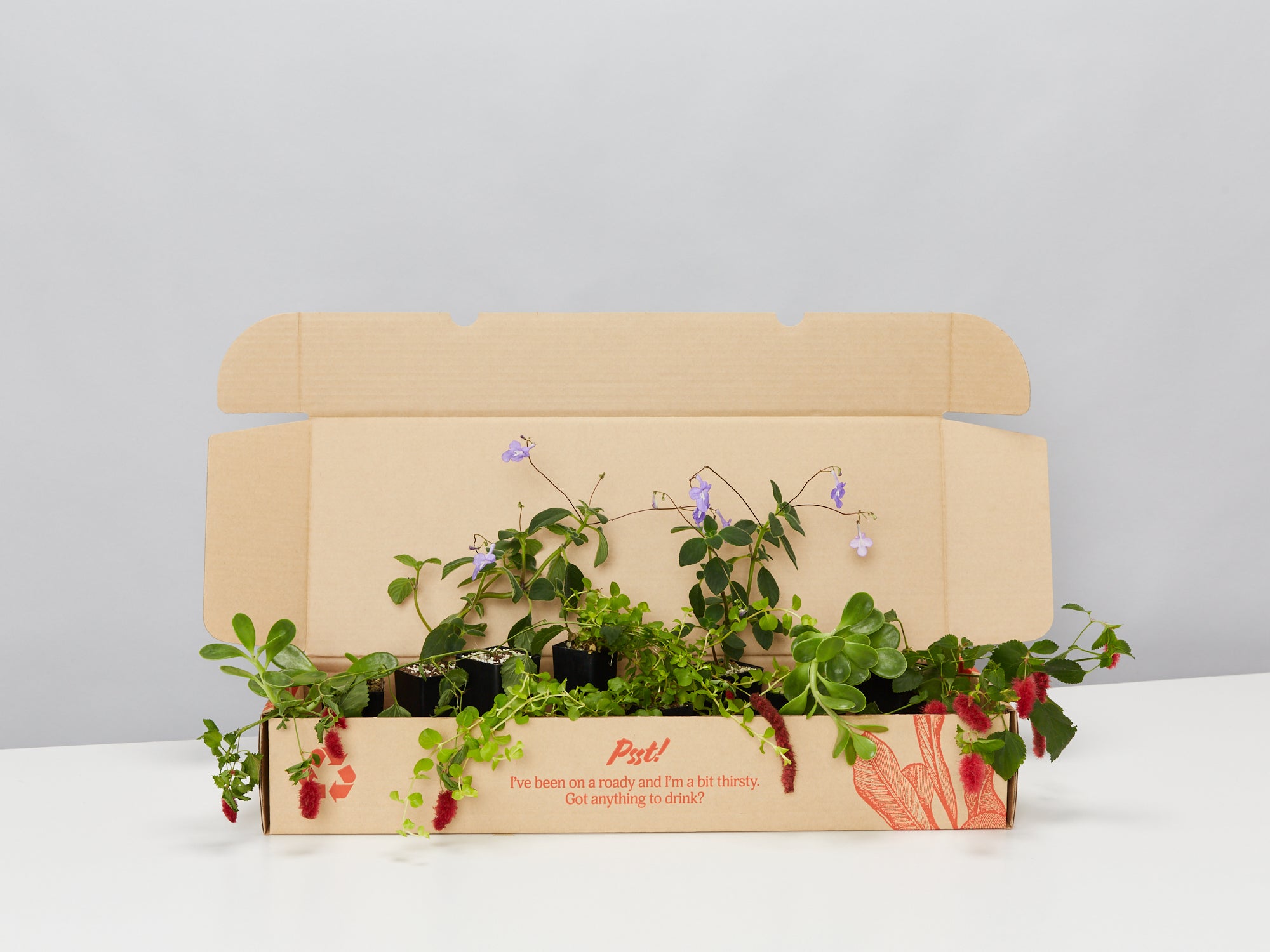 live outdoor hanging plants delivered Outdoor Assorted Hanging Plants |Trailing Plants And Hanging Plants  Delivered – Plants in a box