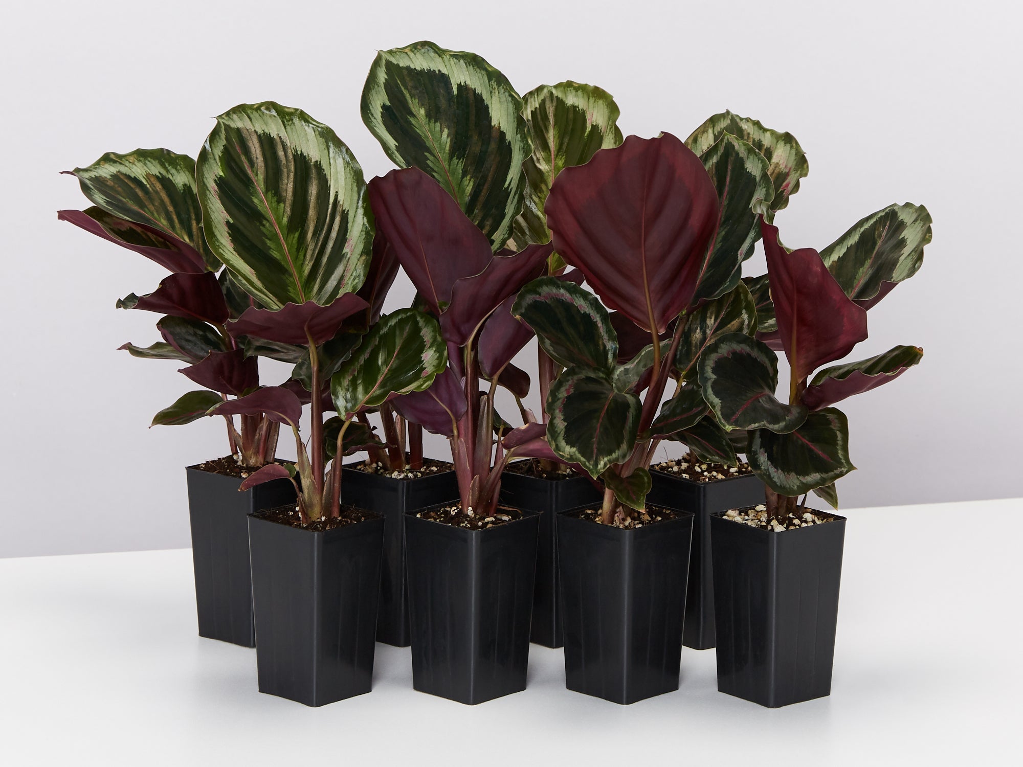 Calathea Julia | Buy Online Aus