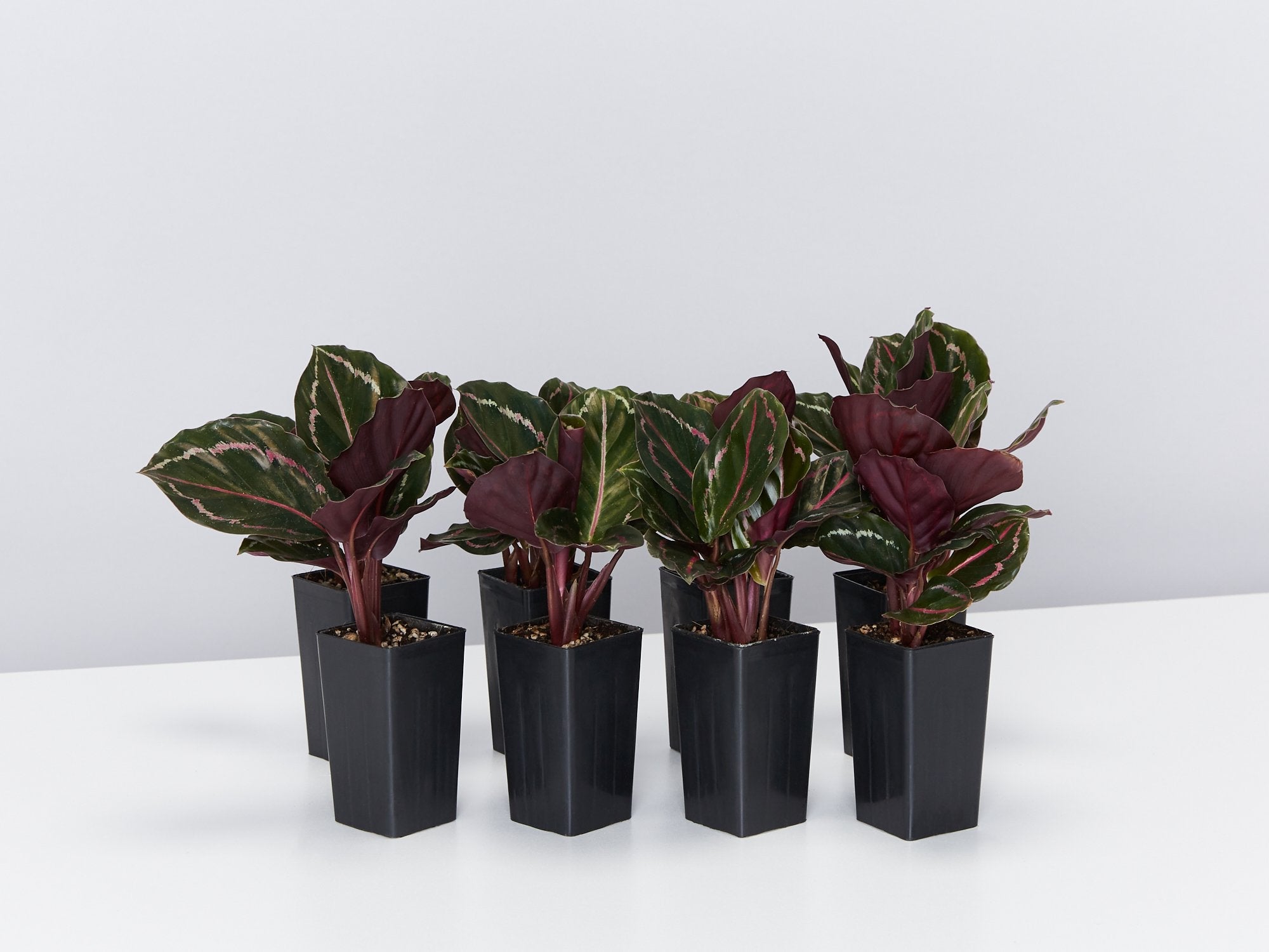 Calathea Jungle Rose | Buy Online Aus