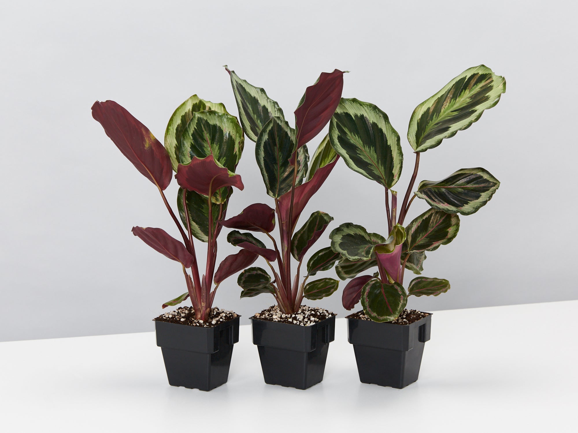 calathea julia Calathea Pinstripe