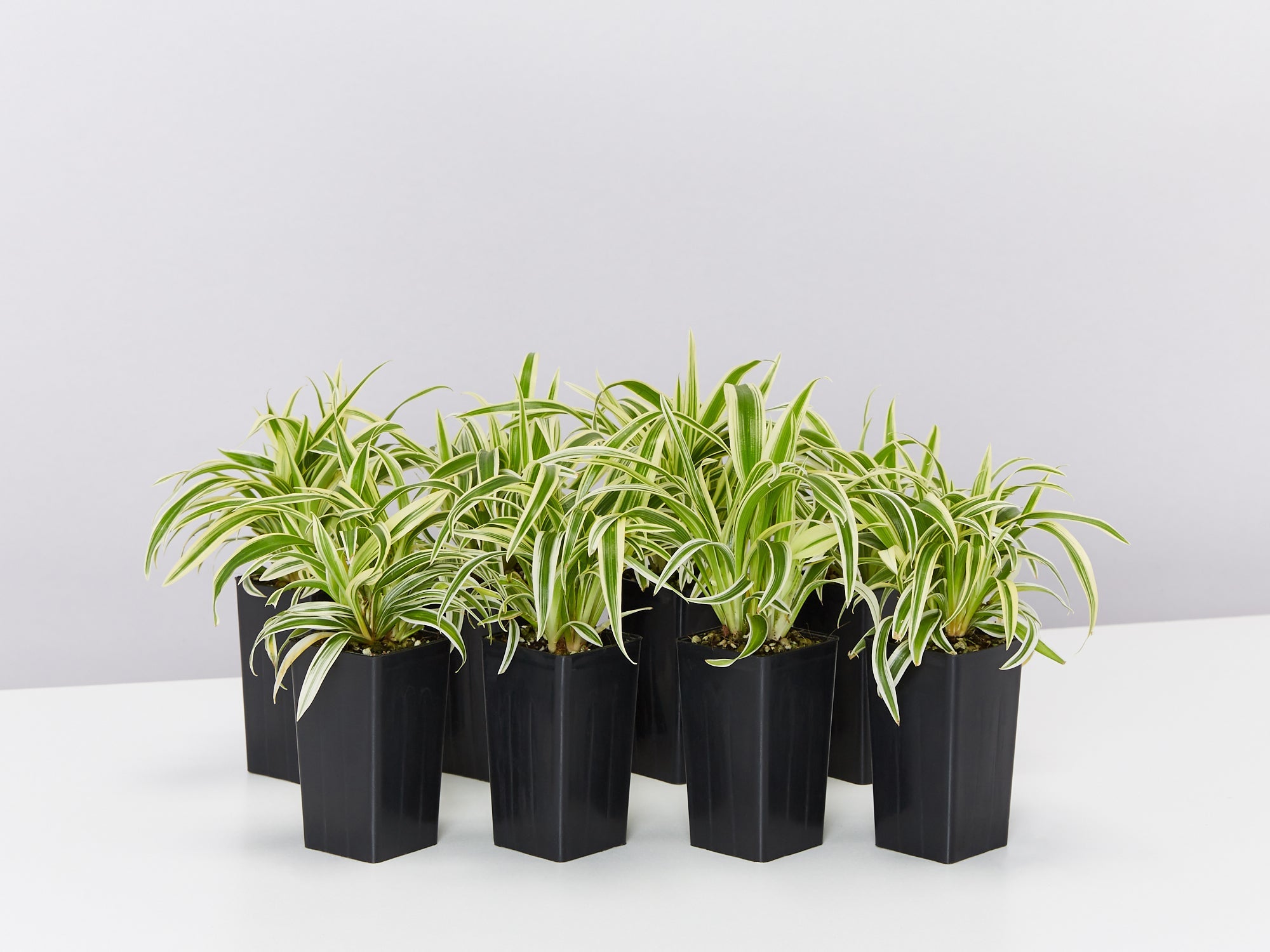zebrina spider plant Chlorophytum Zebrina | Buy Online Aus