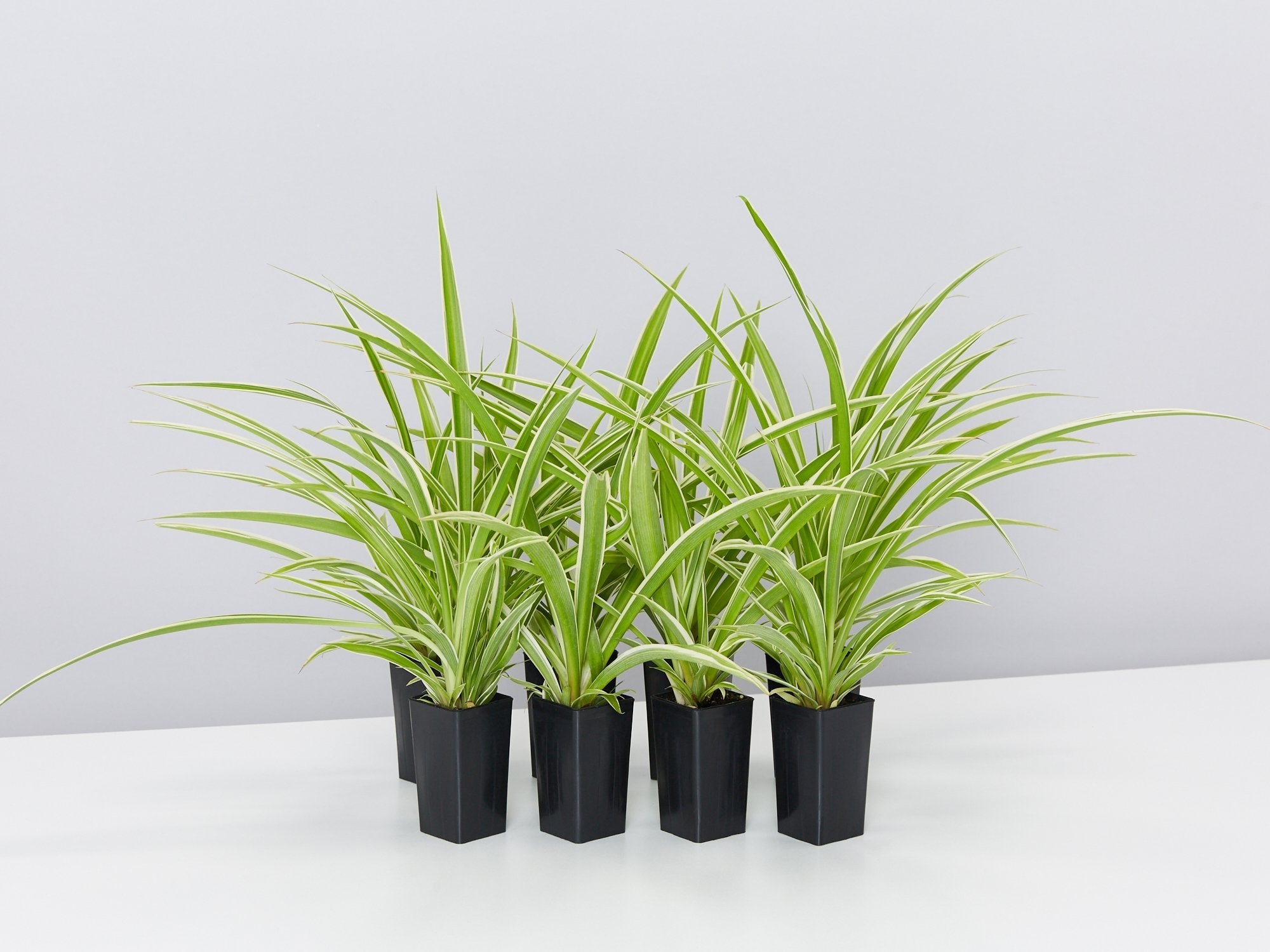 Chlorophytum Variegatum | Buy Online Aus