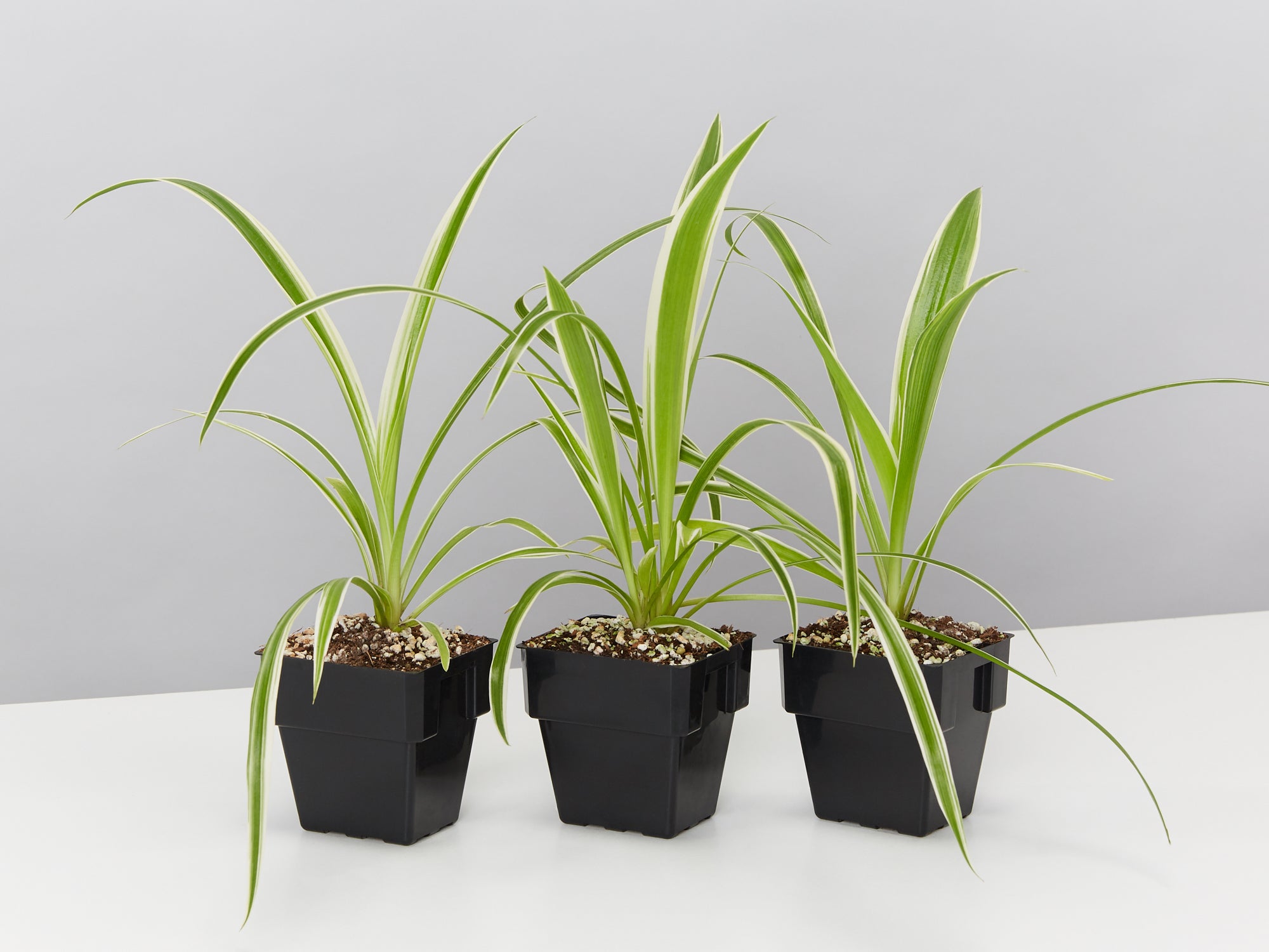 chlorophytum comosum ocean Chlorophytum comosum Ocean 85mm – Plants in a box
