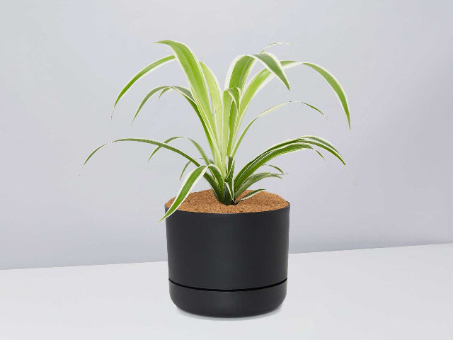 spider plant self watering pot Chlorophytum Comosum 'Variegated Spider Plant' + Pot