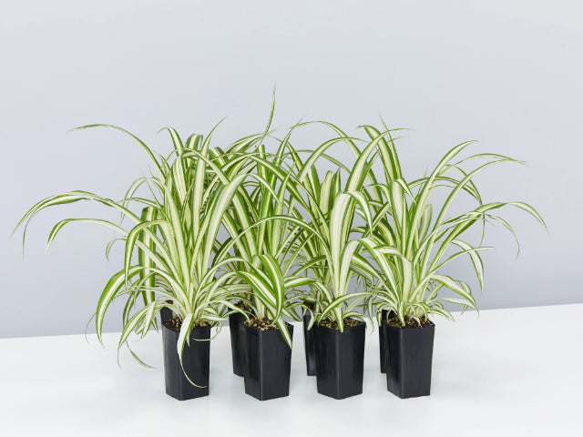 chlorophytum picturatum Picturatum Spider Plant | Buy Online Aus