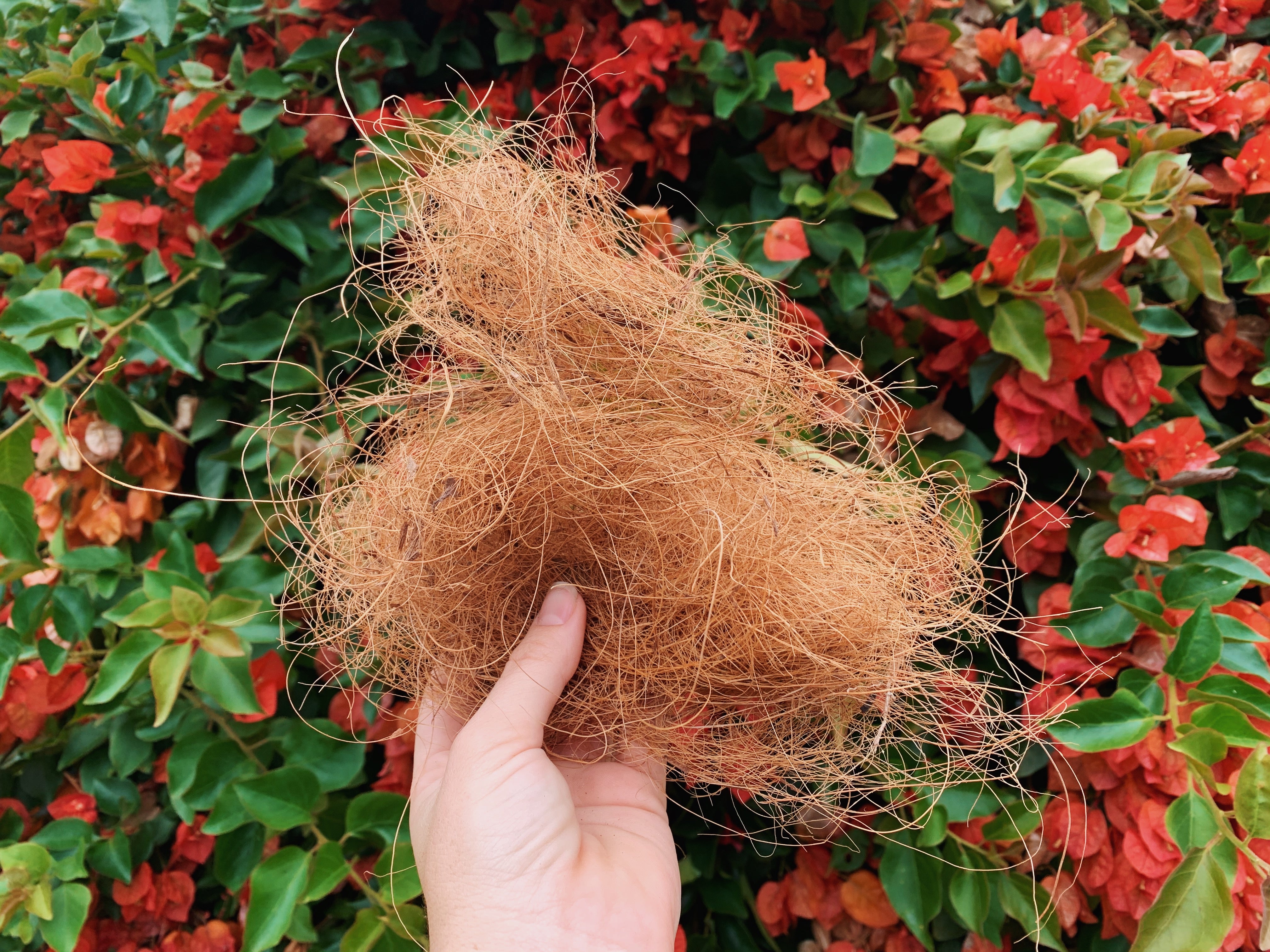 coconut coir for indoor plants Coconut Coir (loose bag) – Plants in a box