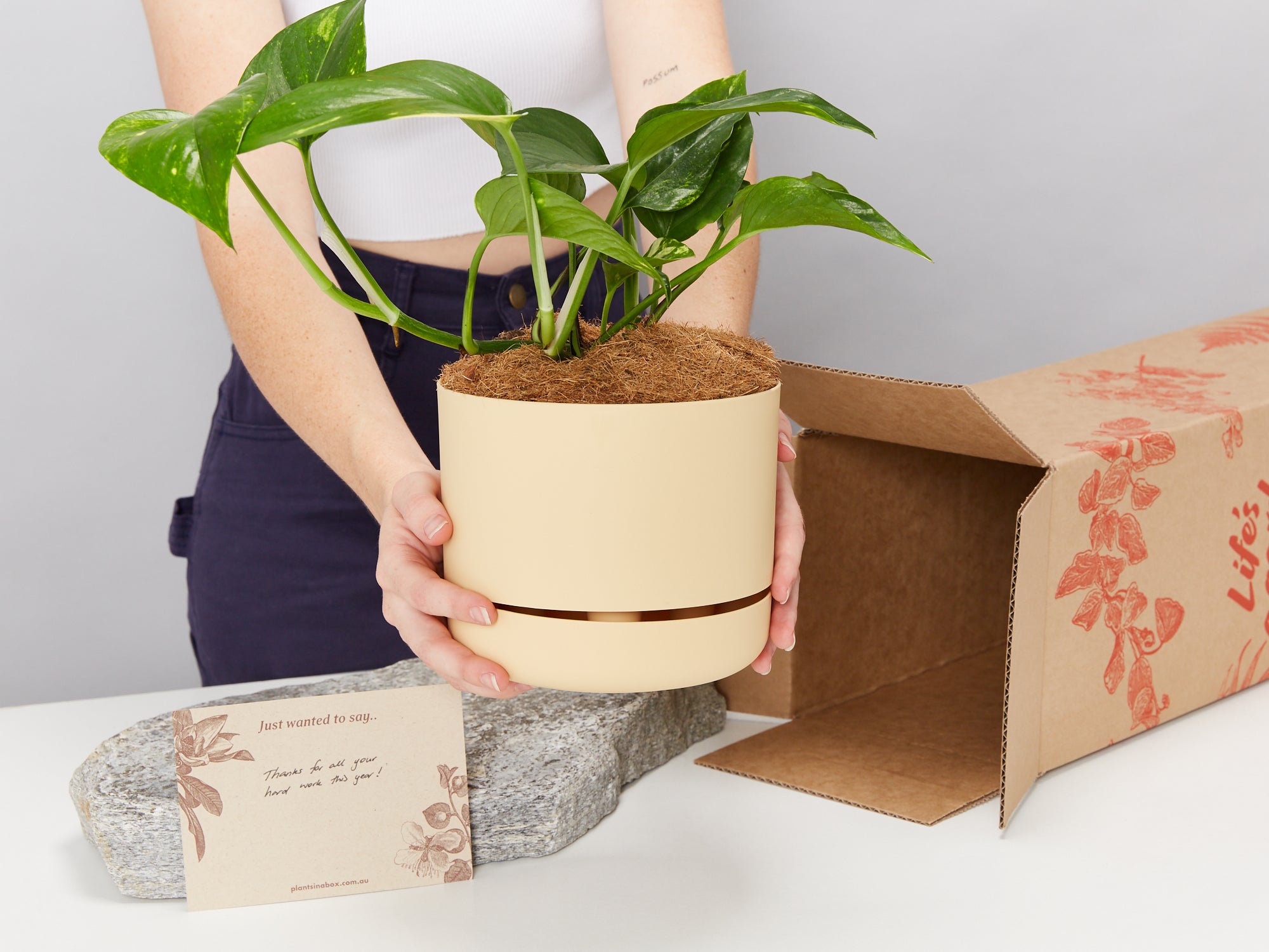 pothos plant gift Golden Pothos Plant + Pot Gift Box