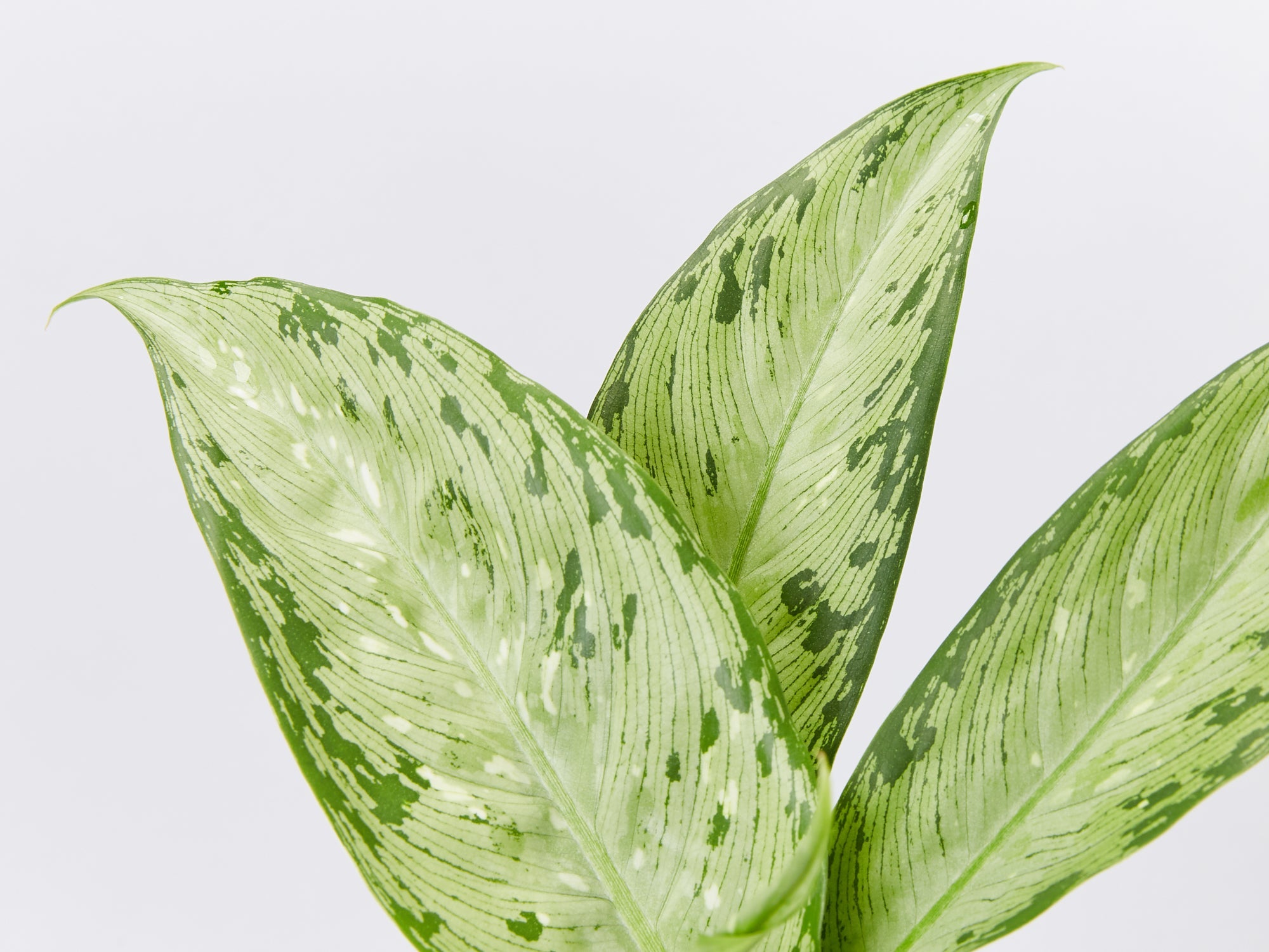 dieffenbachia australia Dieffenbachia Memoria Corsii | Buy Online Aus
