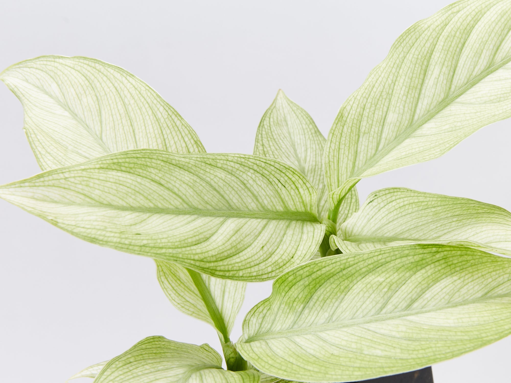 dieffenbachia care australia Dieffenbachia 'Milky Way' Seguine Plants