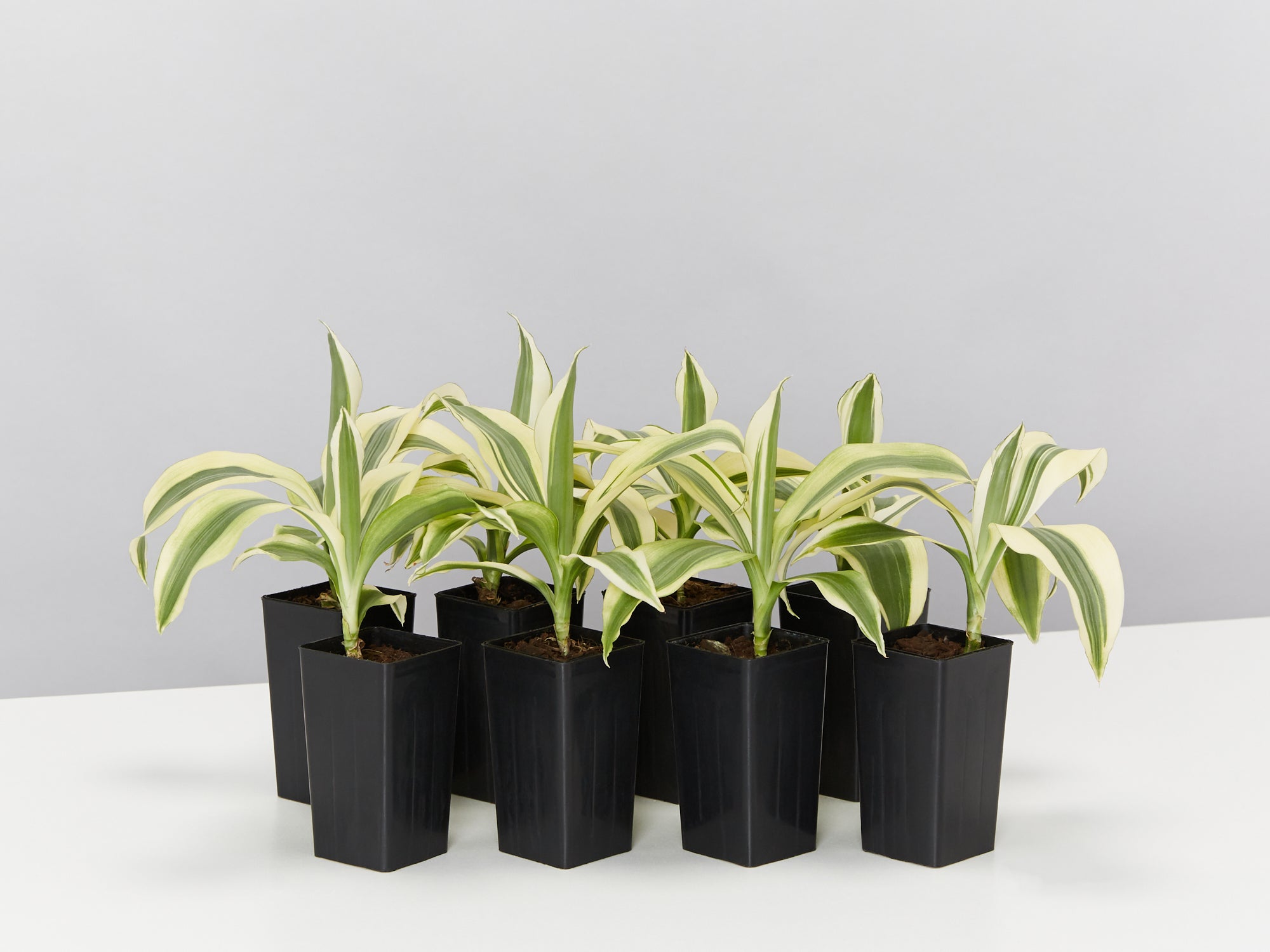 Dracaena Sanderiana White Stripe | Buy Online Aus