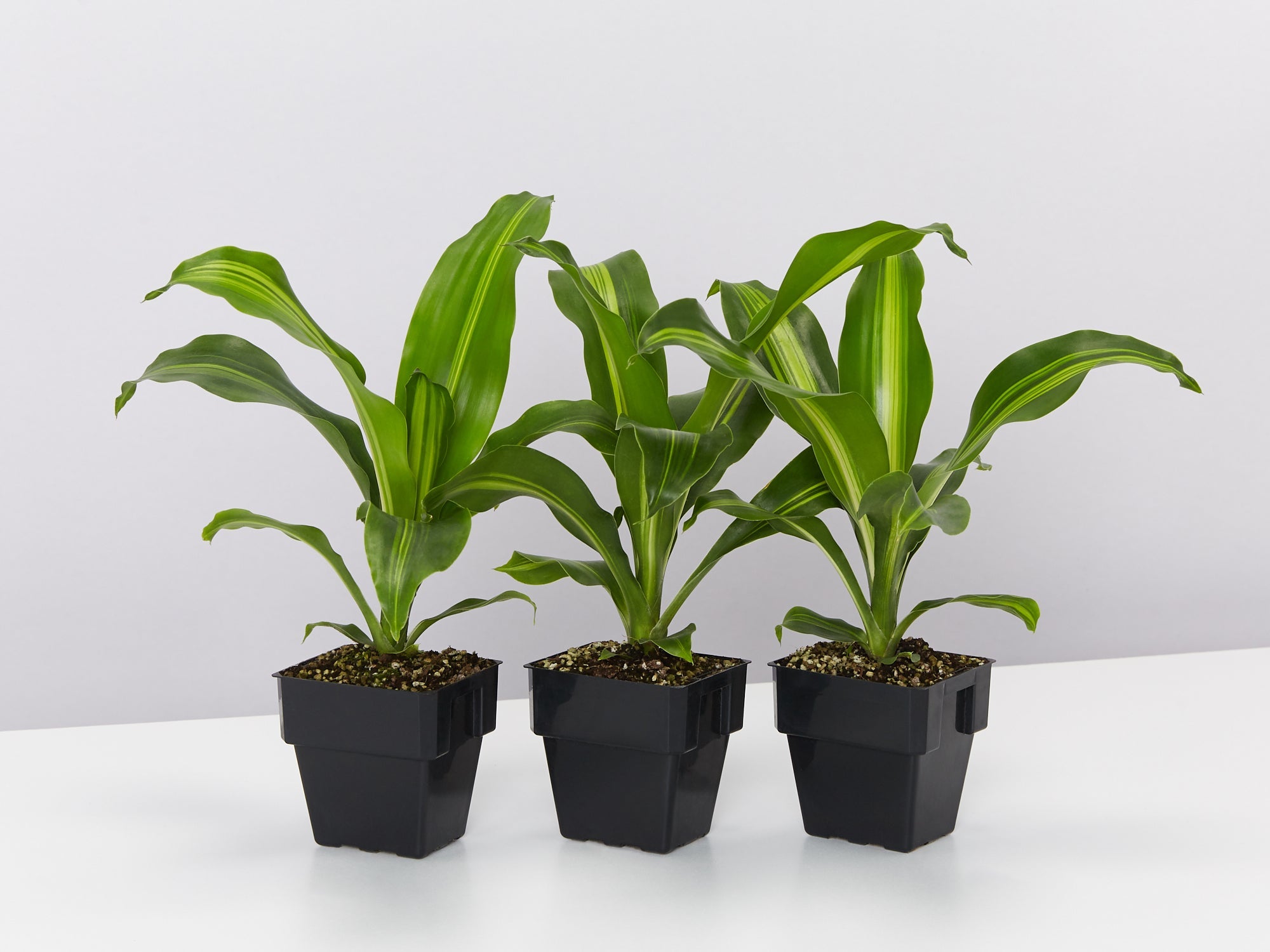 Dracaena Burley - 85mm Pots | Buy Online Aus