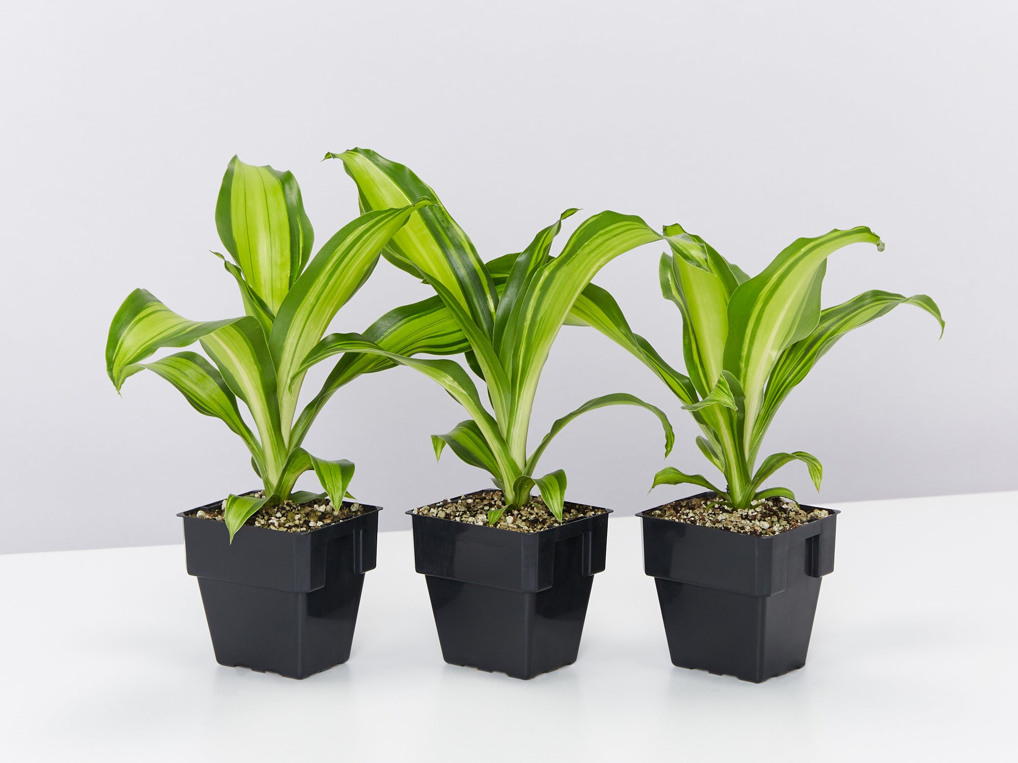 Dracena Marley 85mm – Plants in a box