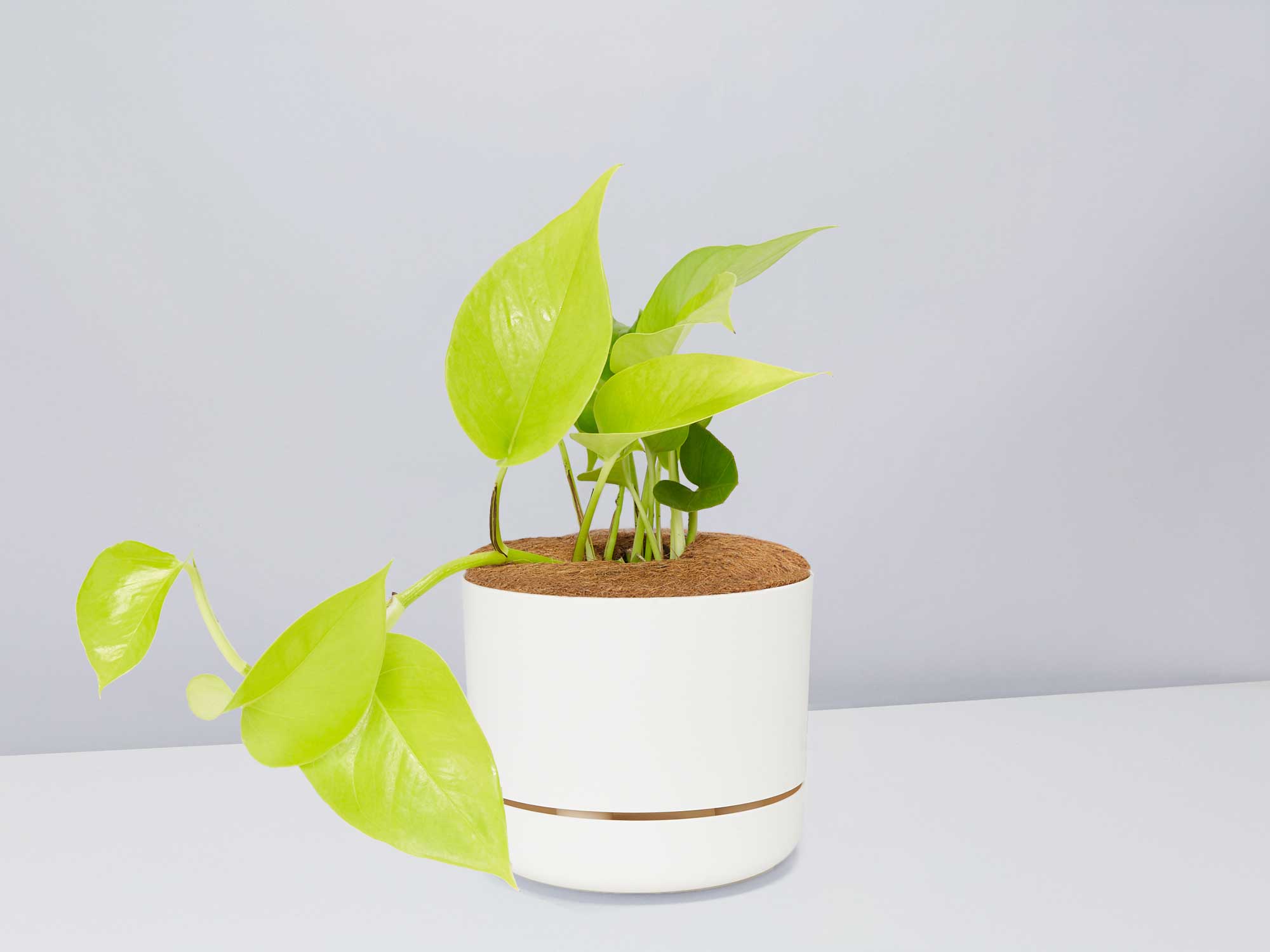 pothos goldilocks Goldilocks Plant + Pot Option | Epipremnum Aureum
