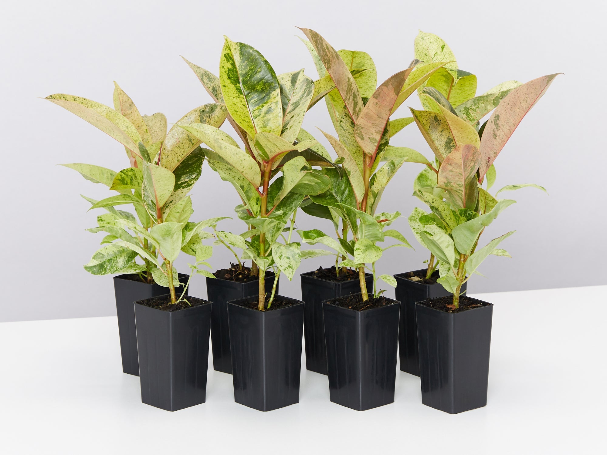 Ficus Elastica Shivereana | Buy Online Aus